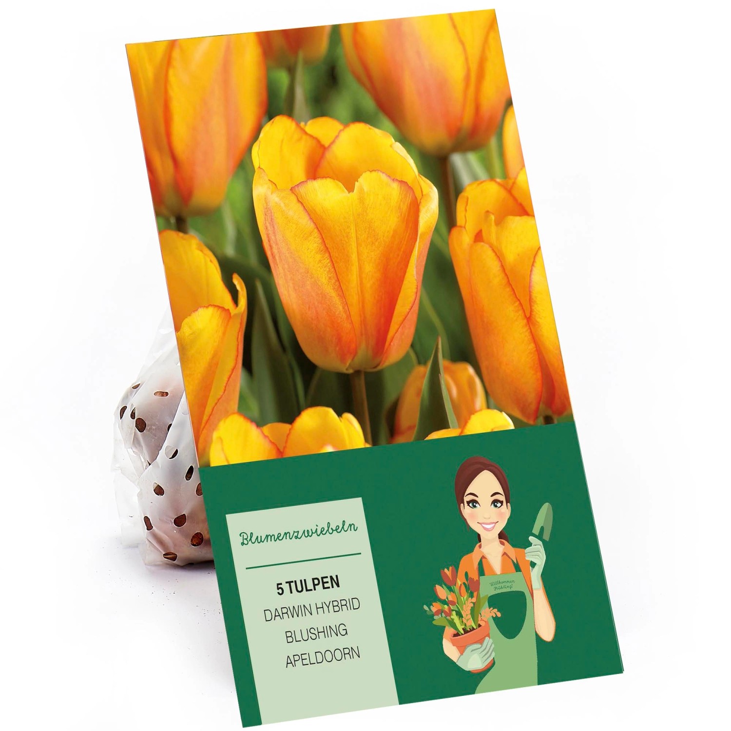 Tulpe Darwin Hybrid Blushing Apeldoorn Orange-Rot 5 Stück Tulipa günstig online kaufen