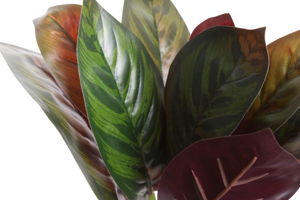 Botanic-Haus Künstliche Zimmerpflanze "Calathea" günstig online kaufen