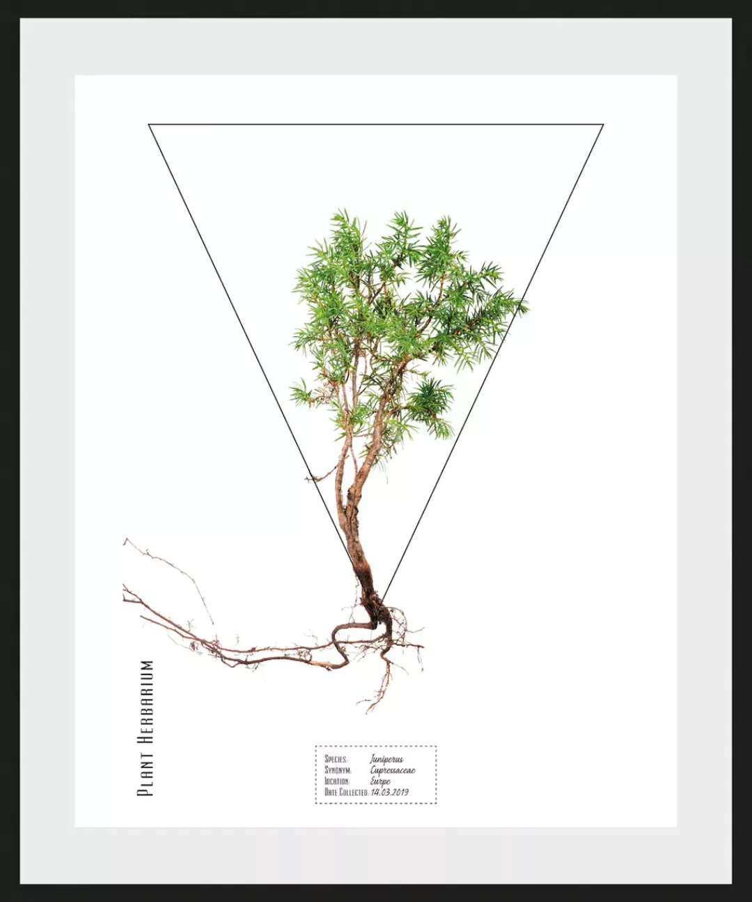 queence Bild »Juniperus«, (1 St.) günstig online kaufen