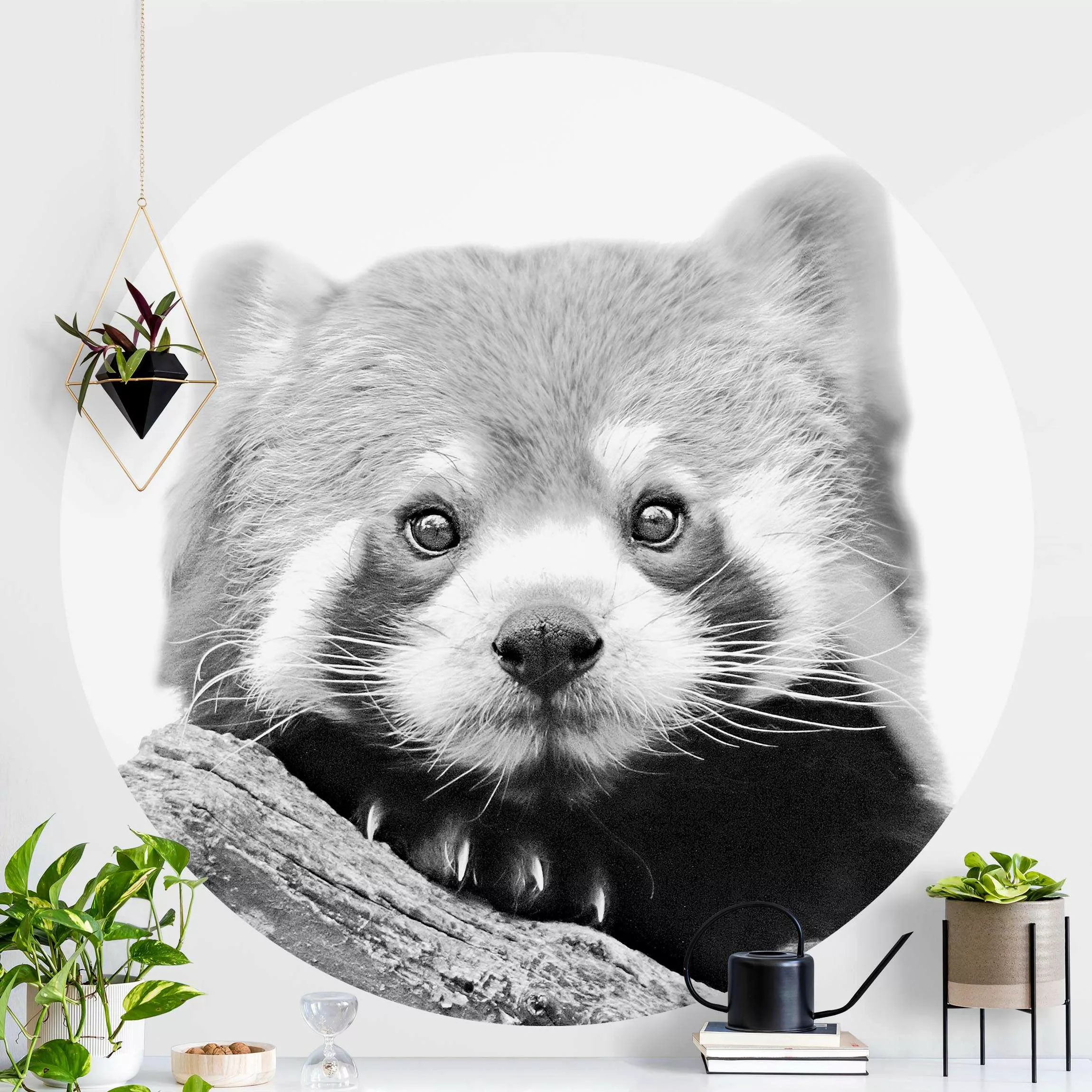 Runde Fototapete selbstklebend Roter Panda in Schwarz-weiß günstig online kaufen