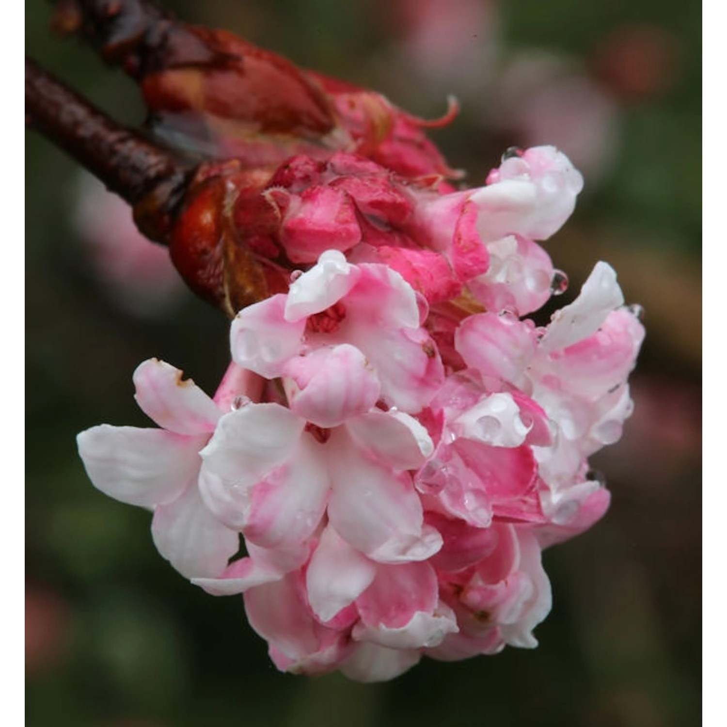 Winterschneeball Dawn 80-100cm - Viburnum bodnantense günstig online kaufen