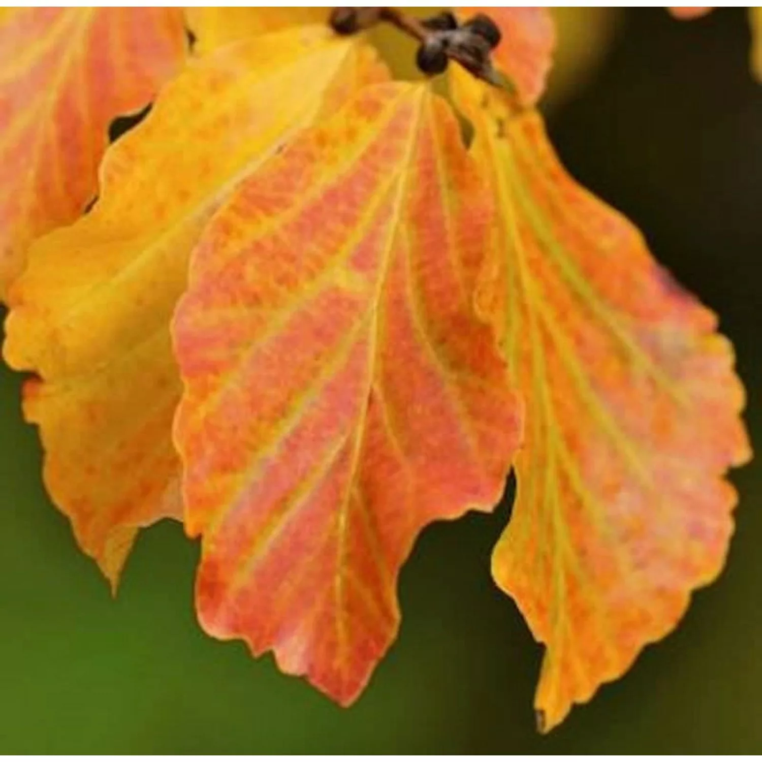 Eisenholzbaum Vanessa 125-150cm - Parrotia persica günstig online kaufen