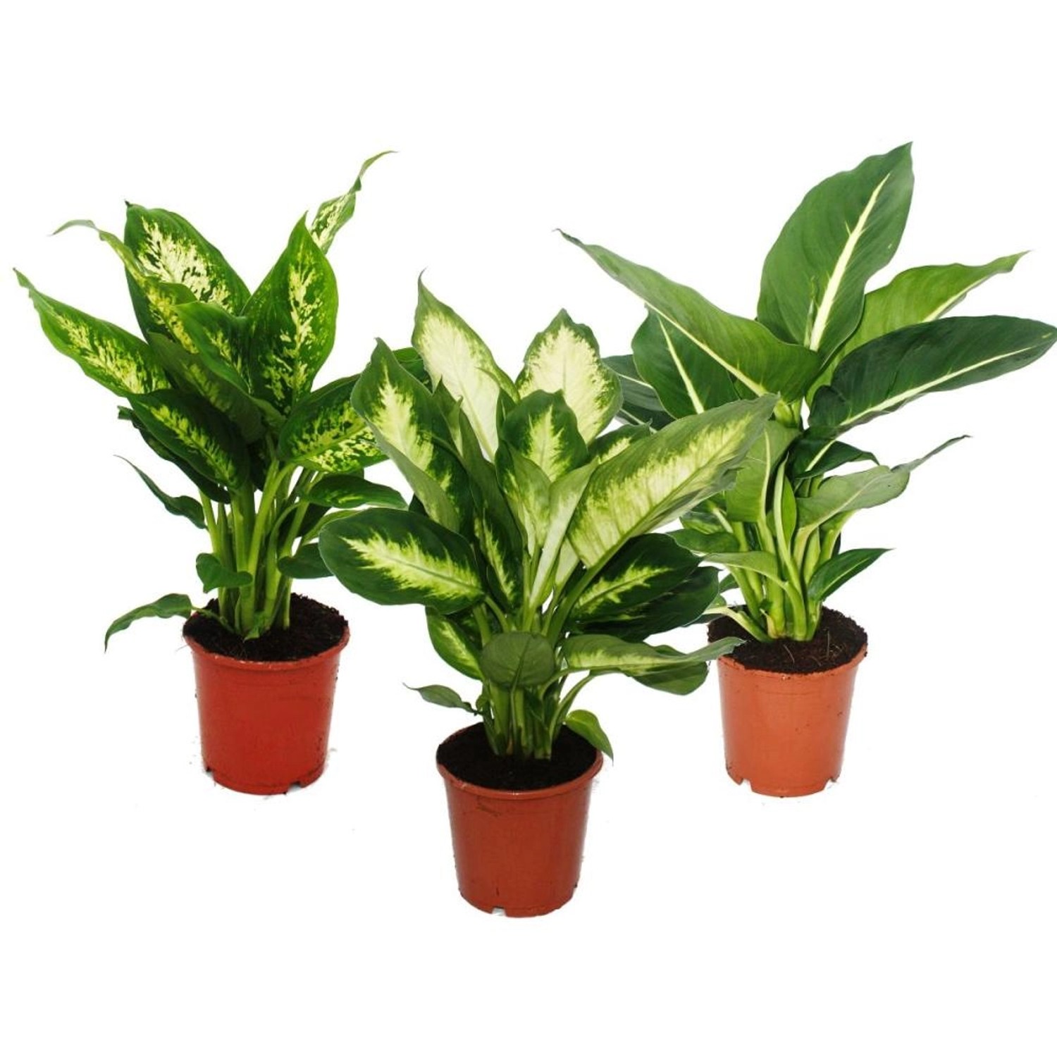Exotenherz Dieffenbachie 3er Set mit 3 Verschiedenen Sorten Zimmerpflanzen günstig online kaufen