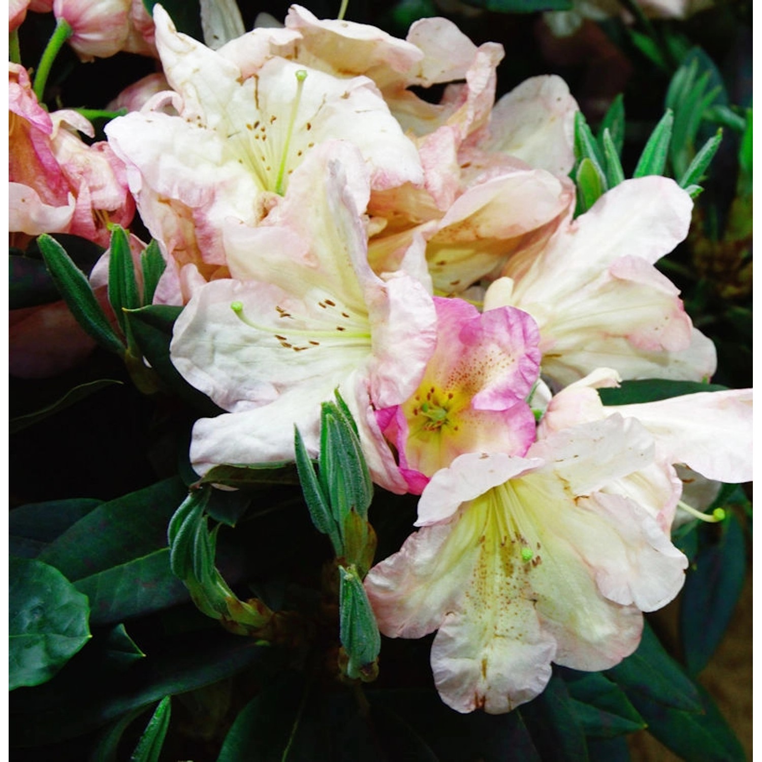 INKARHO - Großblumige Rhododendron Malvine 25-30cm - Alpenrose günstig online kaufen