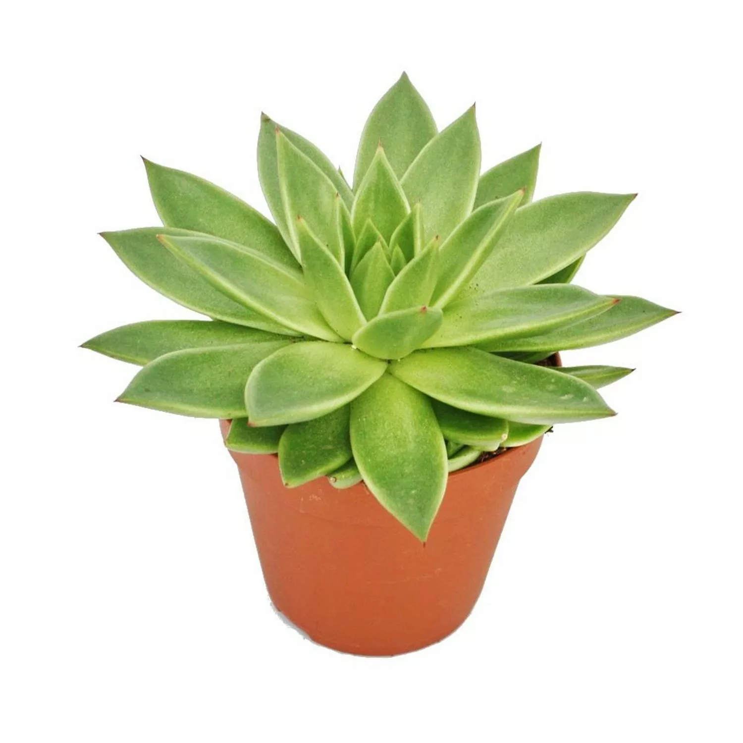 Exotenherz Echeveria Agavoides Große Pflanze im 12cm Topf günstig online kaufen