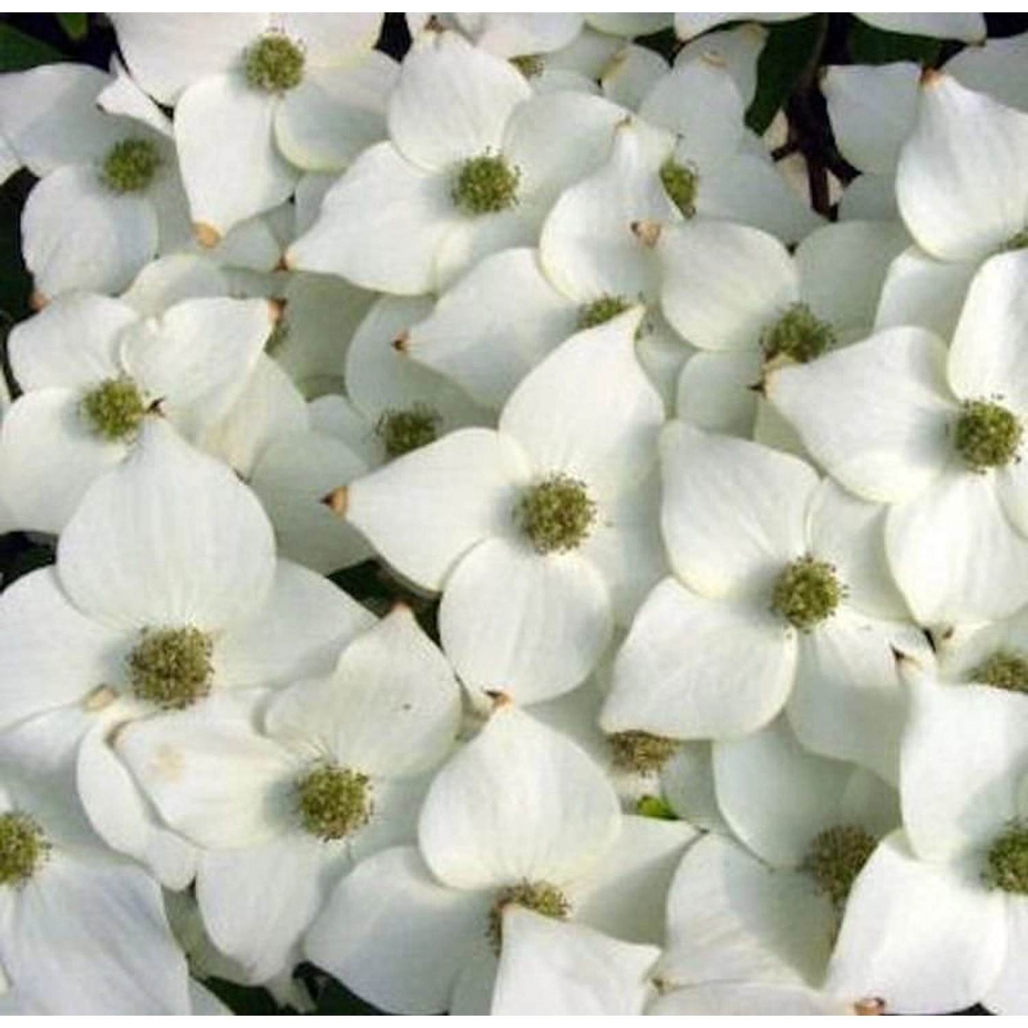 Japanischer Blumenhartriegel Milky Way 100-125cm - Cornus kousa günstig online kaufen