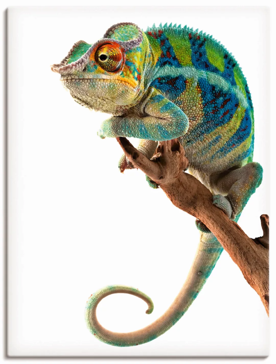 Artland Wandbild »Ambanja Panther Chamäleon«, Reptilien, (1 St.), als Leinw günstig online kaufen