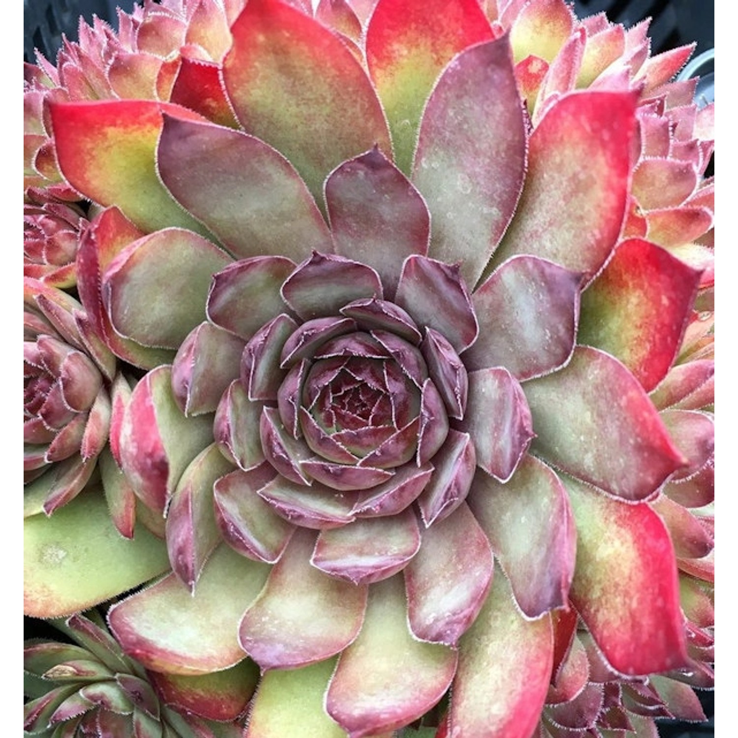 Dachwurz Pickwick - Sempervivum cultorum günstig online kaufen