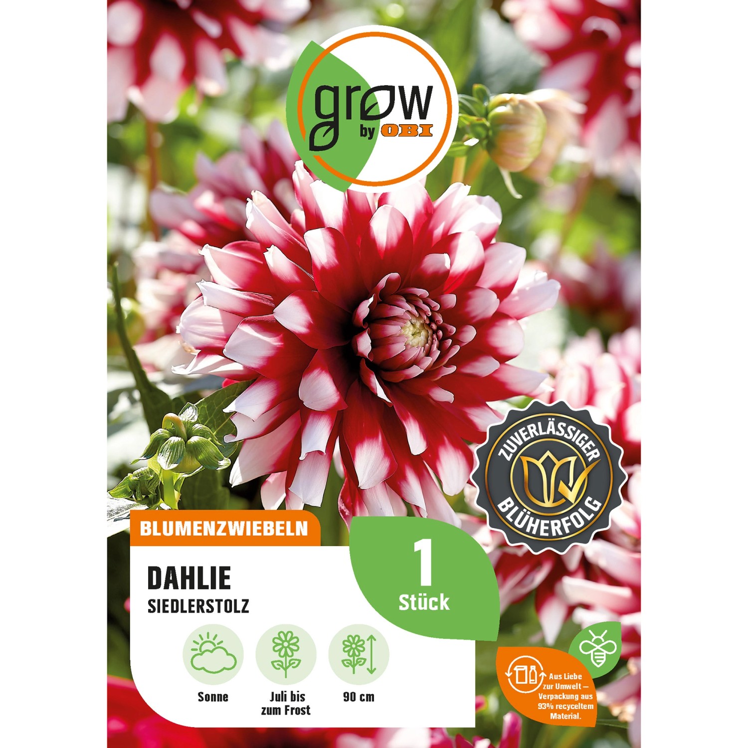 GROW by OBI Dahlie Siedlerstolz Höhe ca. 90 cm günstig online kaufen