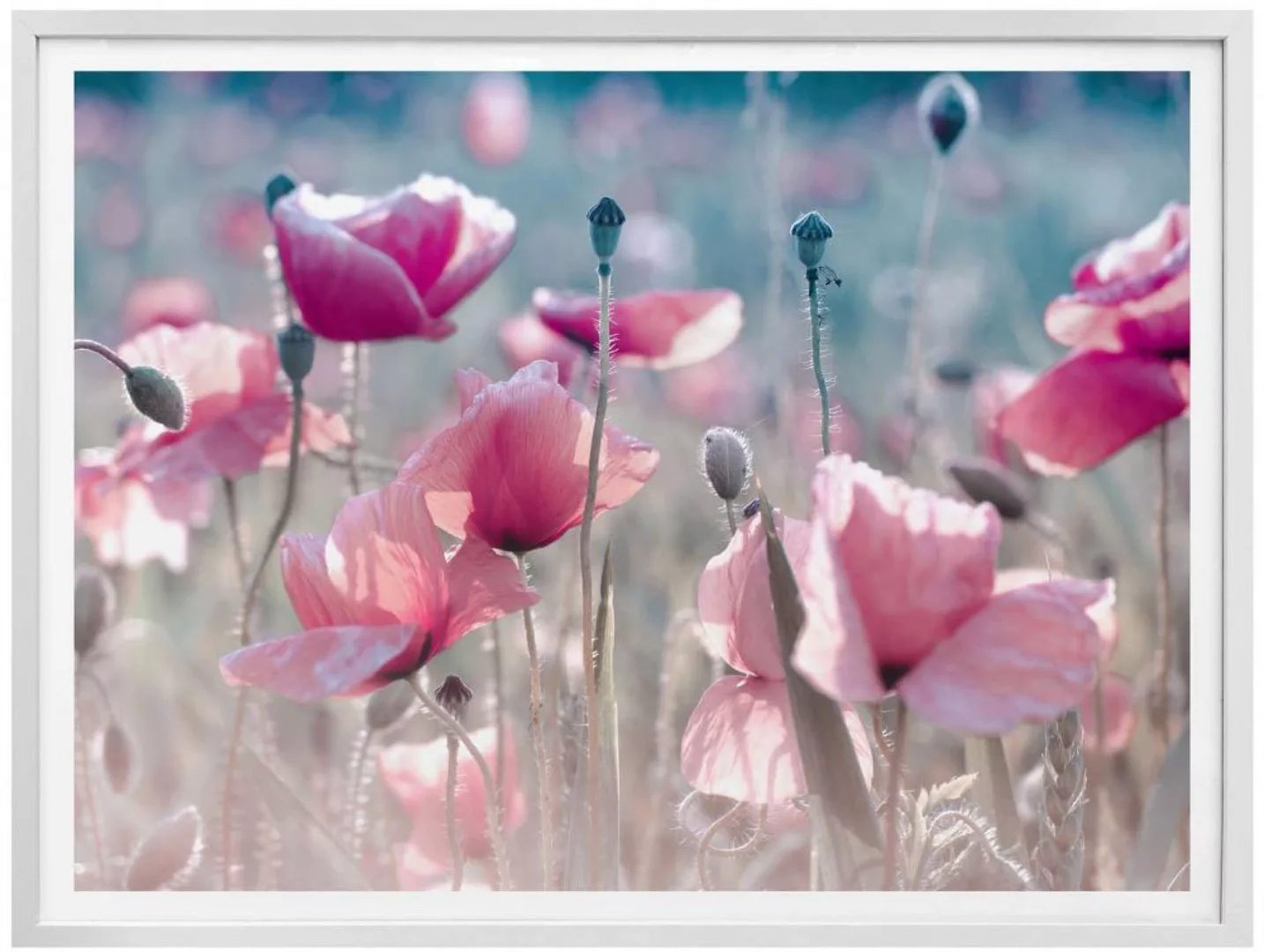 Wall-Art Poster »Mohnblumen Wiese«, Blumen, (1 St.), Poster ohne Bilderrahm günstig online kaufen