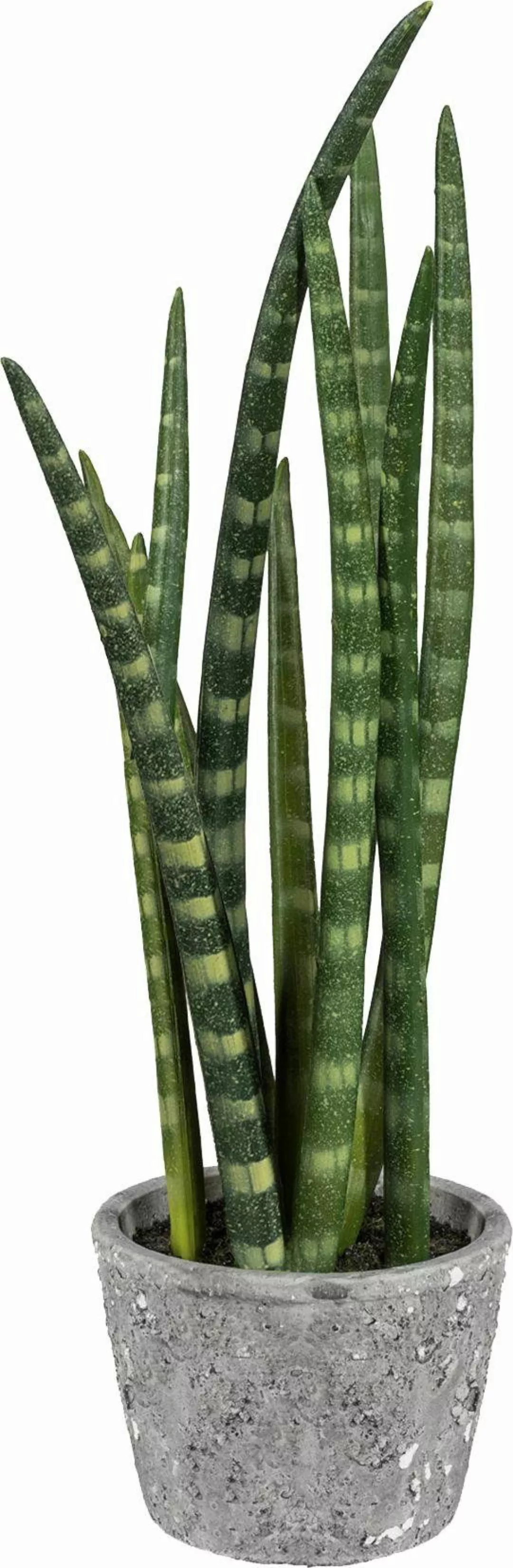 Creativ green Kunstpflanze "Sanseveria" günstig online kaufen