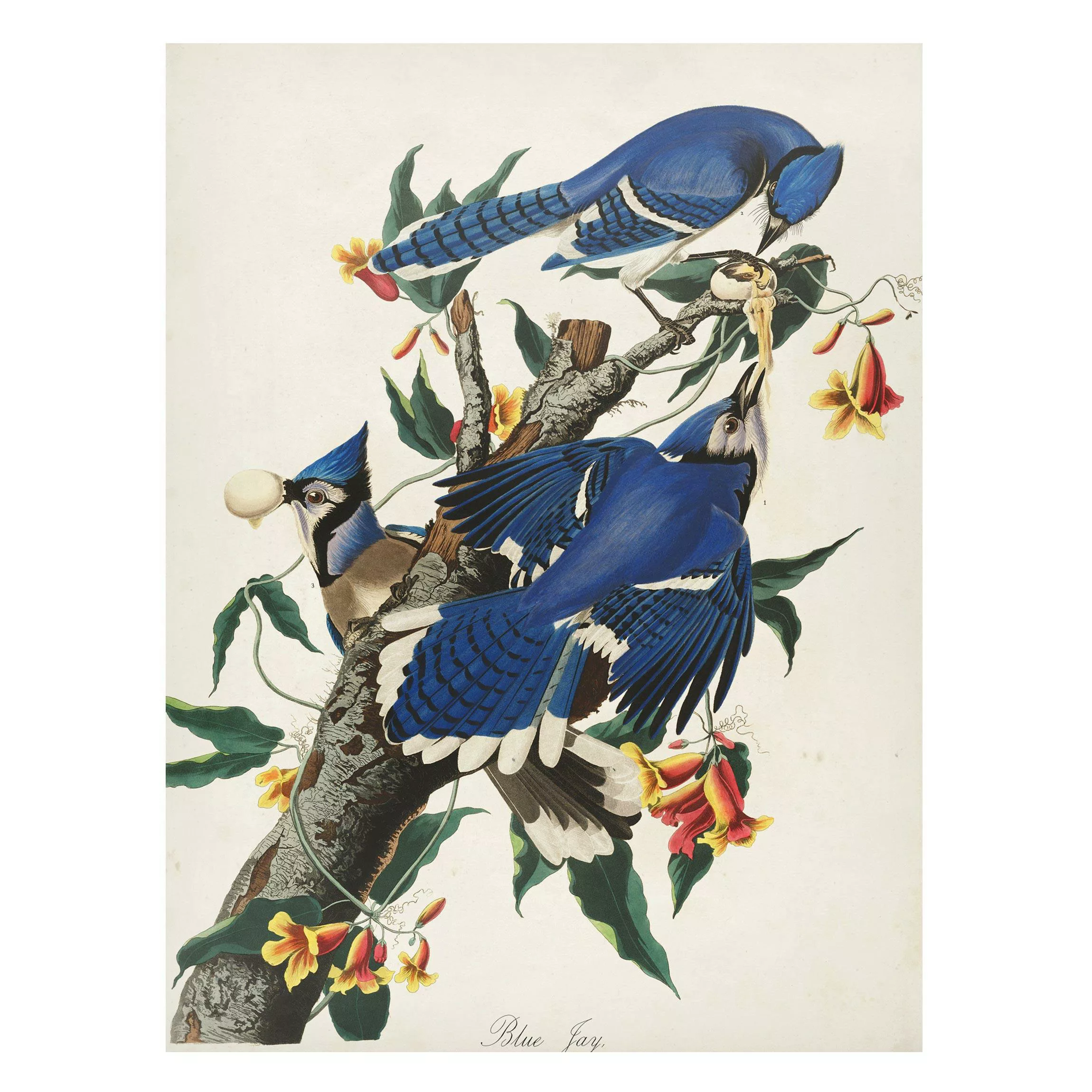 Magnettafel Blumen - Hochformat 3:4 Vintage Lehrtafel Blauer Häher günstig online kaufen