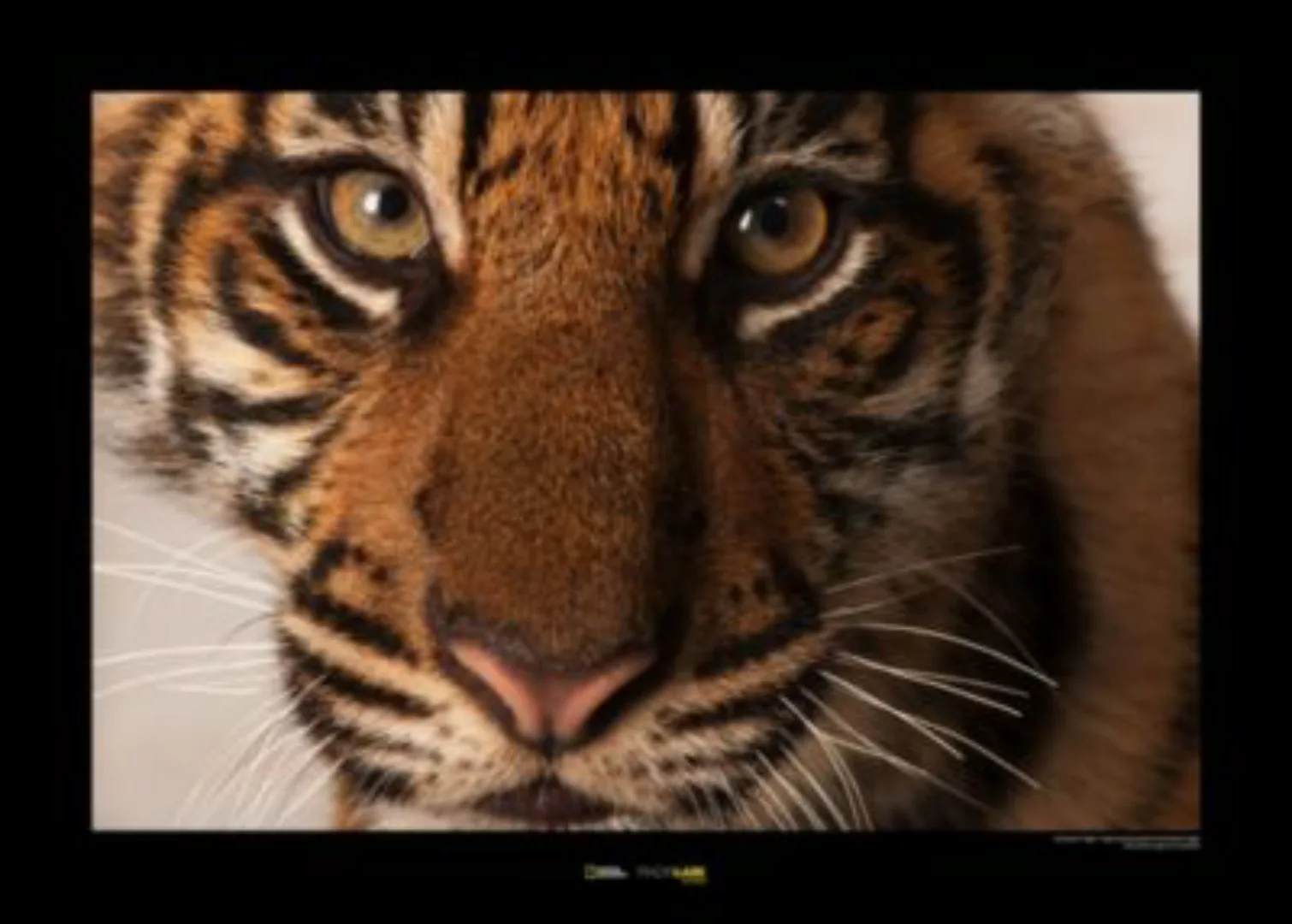 KOMAR Wandbild - Sumatran Tiger Portrait - Größe: 70 x 50 cm mehrfarbig Gr. günstig online kaufen