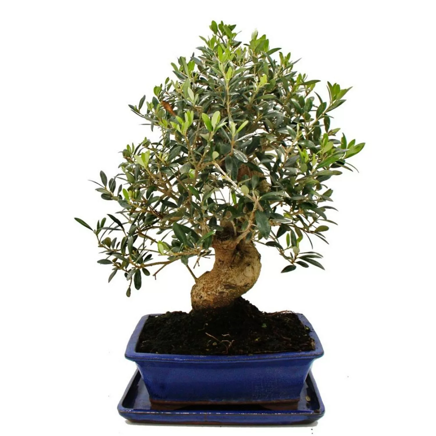 Exotenherz Bonsai Solitär Olivenbaum Olive Olea Europaea ca. 17 Jahre Alt c günstig online kaufen