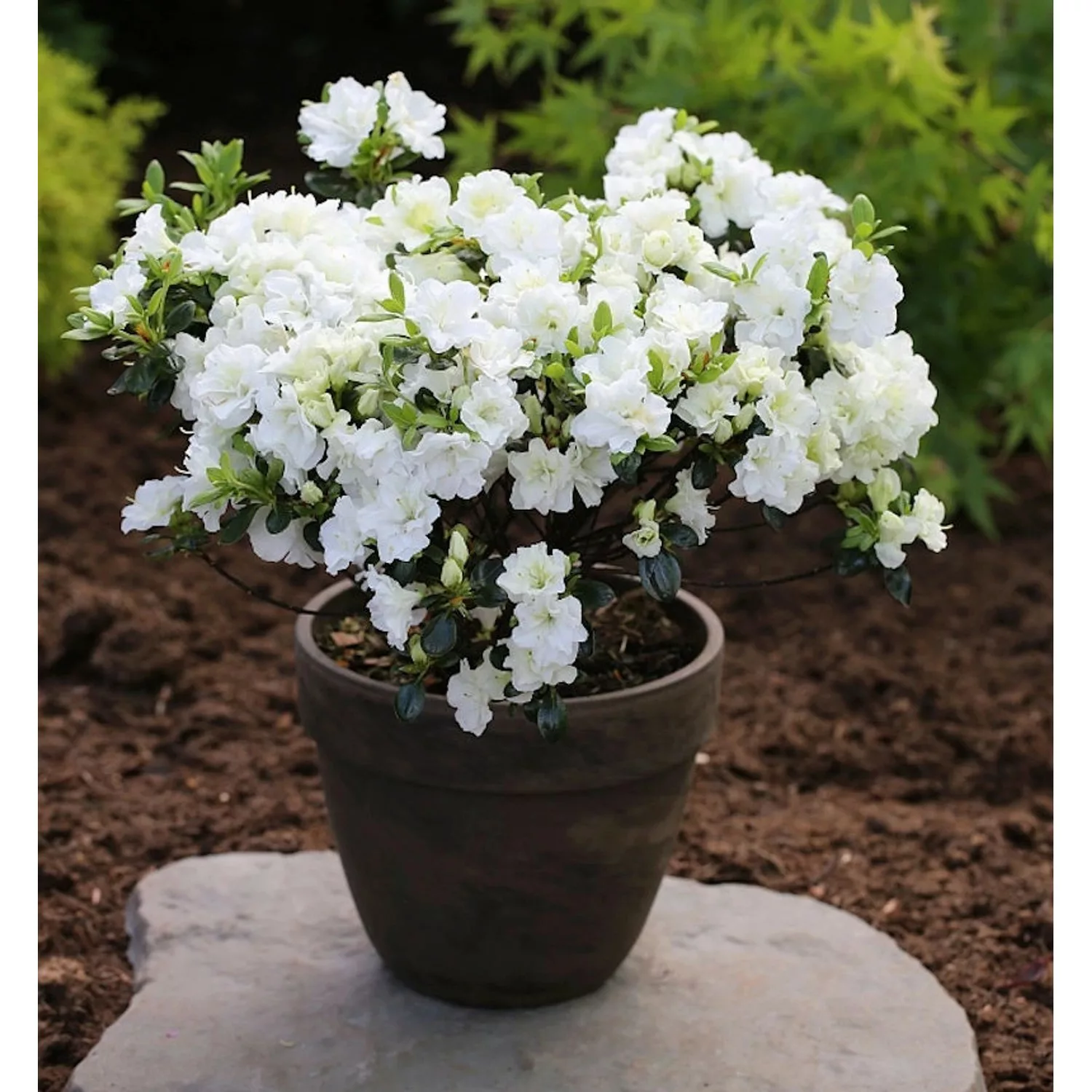 Japanische Azalee Schneewittchen 30-40cm - Rhododendron obtusum - Zwerg Alp günstig online kaufen