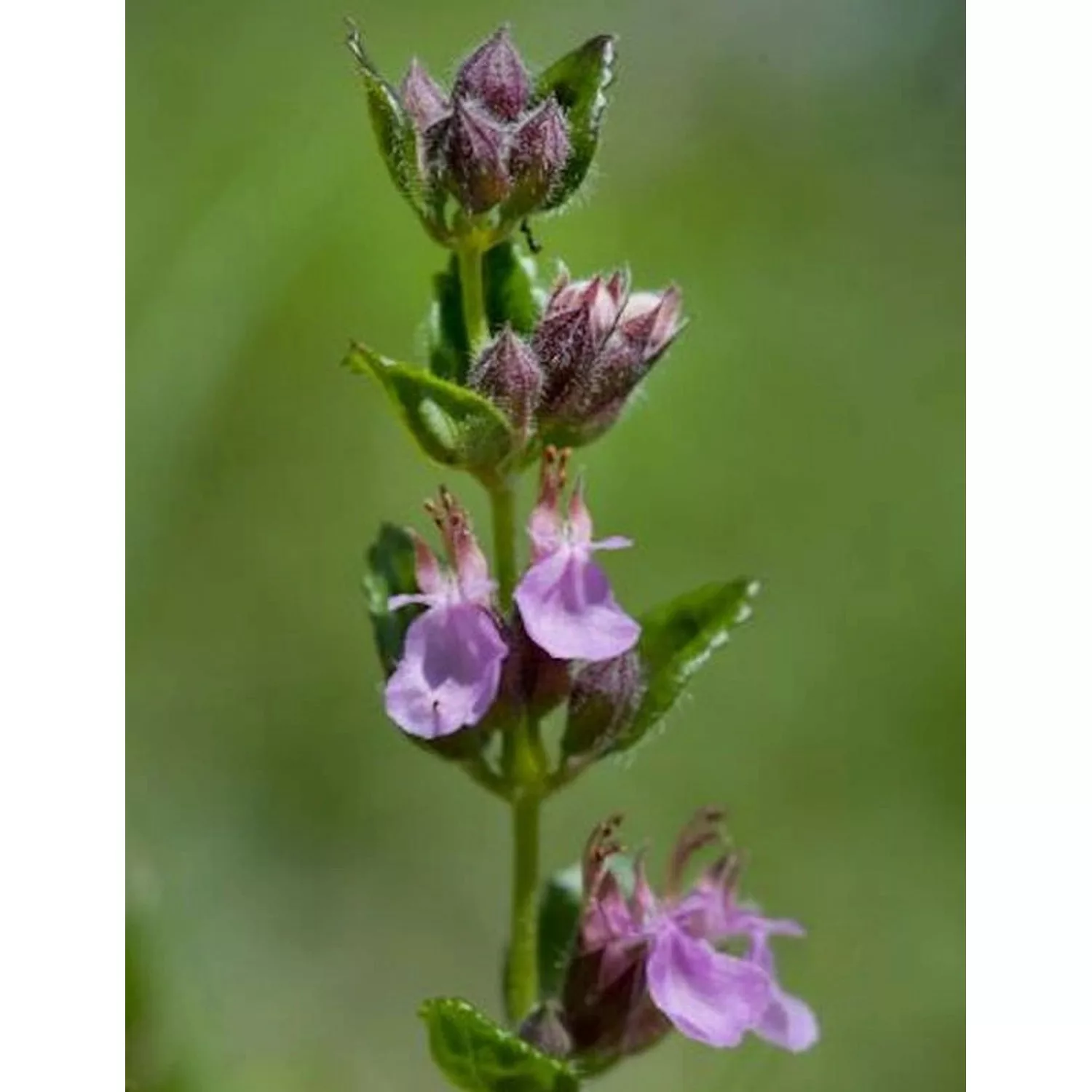 Echter Gamander Wildform - Teucrium chamaedrys günstig online kaufen