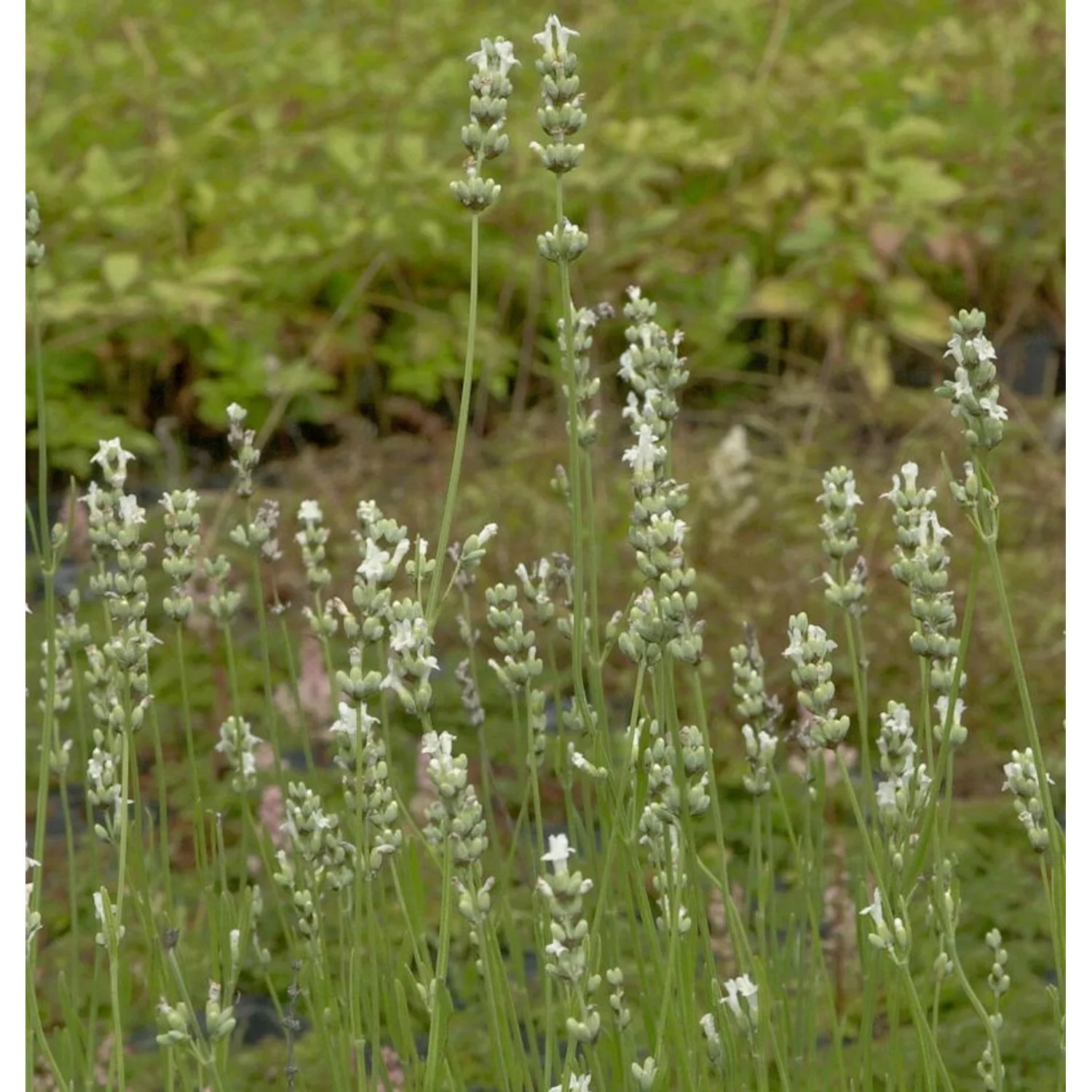 Lavendel Edelweiß - Lavandula intermedia günstig online kaufen