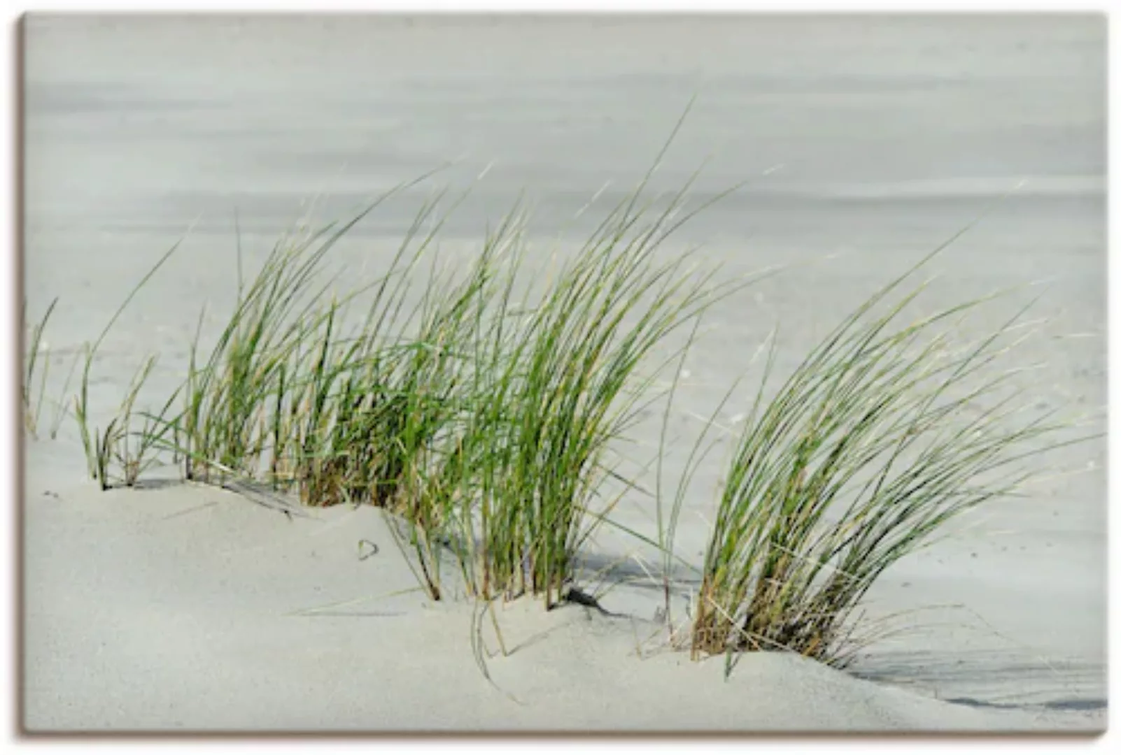 Artland Leinwandbild "Gräser am Strand", Strandbilder, (1 St.) günstig online kaufen