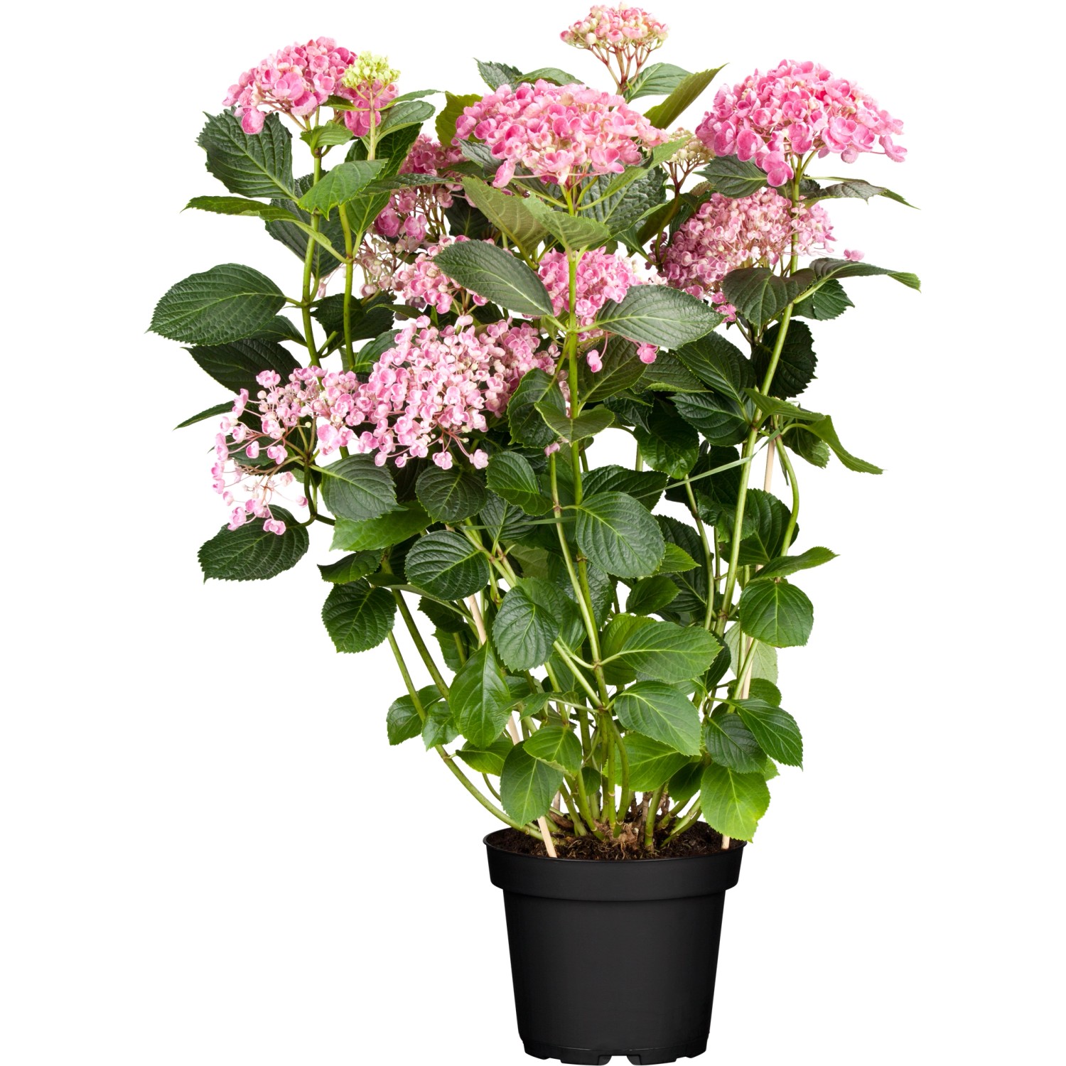 Ballhortensie Pink Annabelle Rosa Höhe ca. 30 - 40 cm Topf ca. 4,6 l günstig online kaufen