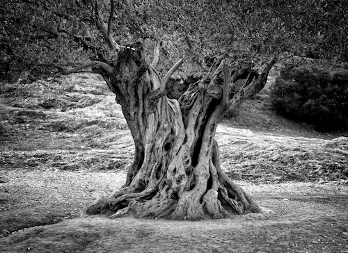 Papermoon Fototapete »Baum Schwarz & Weiß« günstig online kaufen