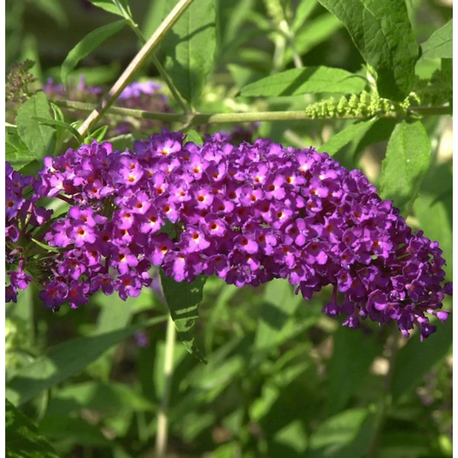 Zwerg Sommerflieder Purple Chip 40-60cm - Buddleja günstig online kaufen