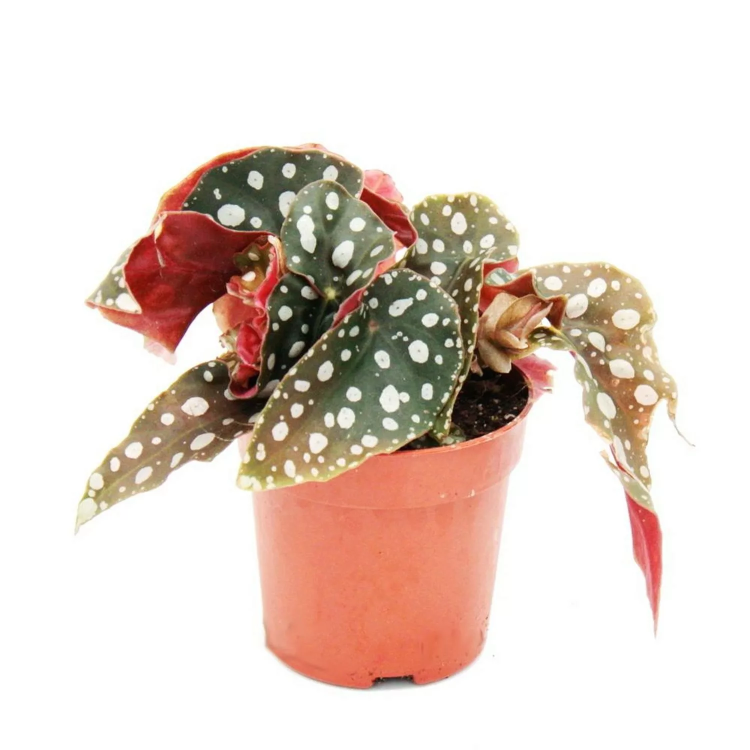 Exotenherz Polkadot Begonie Mini Forellenbegonie Begonia Maculata Wightii 7 günstig online kaufen