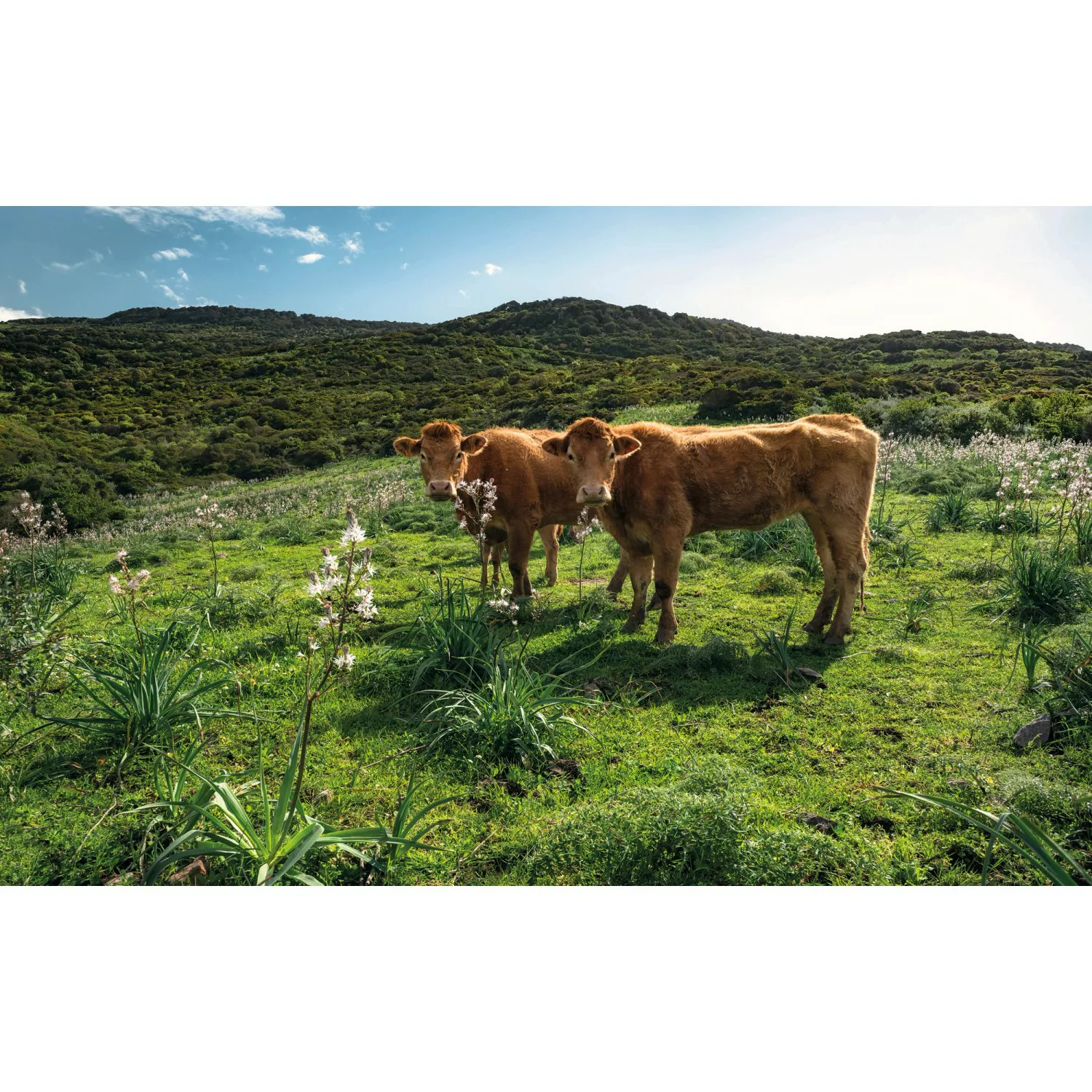 KOMAR Vlies Fototapete - Kuhparadies - Größe 450 x 280 cm mehrfarbig günstig online kaufen