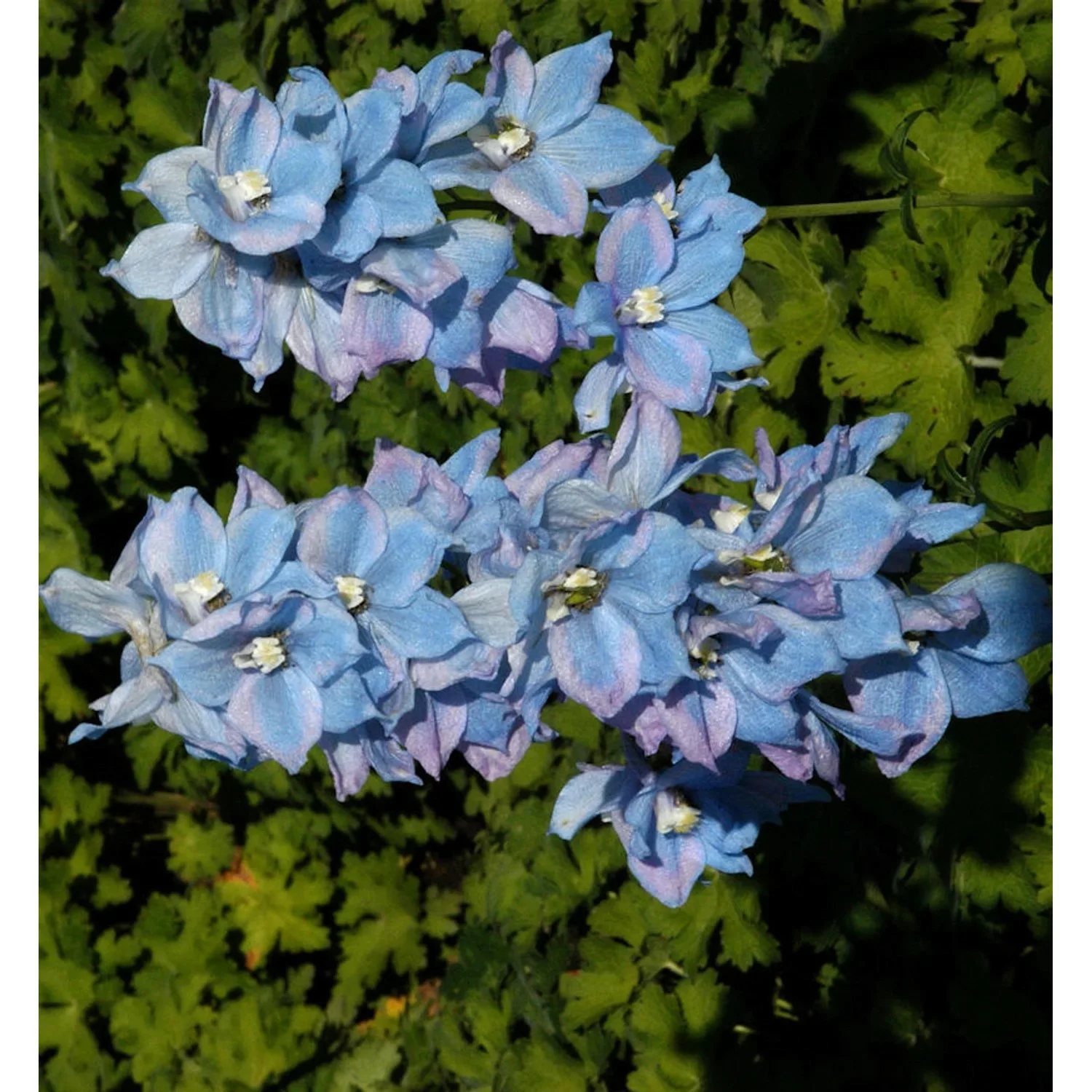 Hoher Rittersporn Blauwal - Delphinium elatum günstig online kaufen