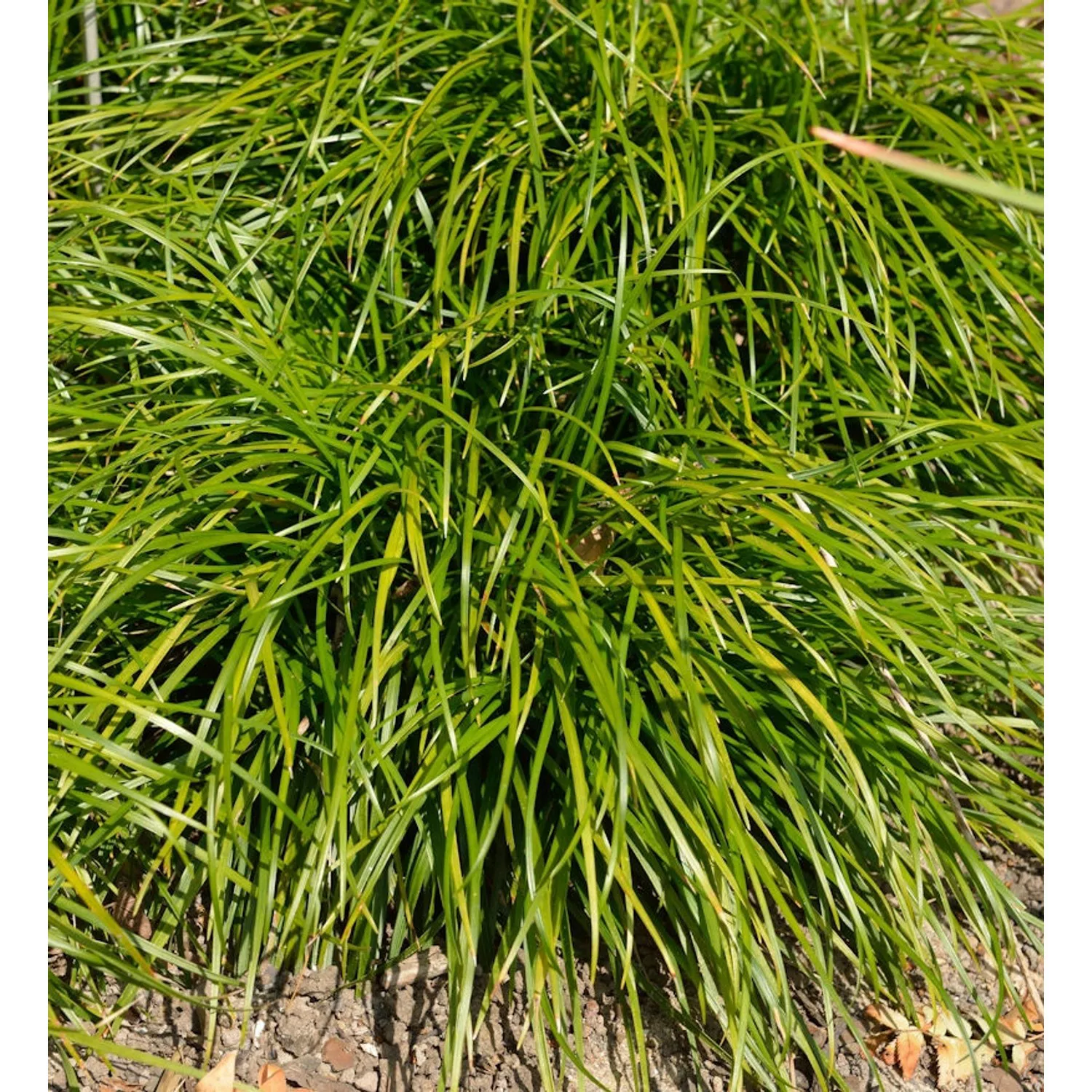 Schlangenbart - Ophiopogon japonicus günstig online kaufen