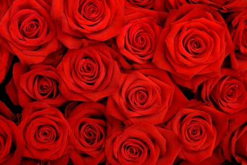 Papermoon Fototapete »Red Roses« günstig online kaufen