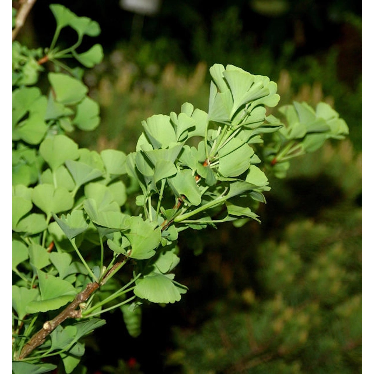 Ginkgo Little Emperor 80-100cm - Ginkgo biloba günstig online kaufen