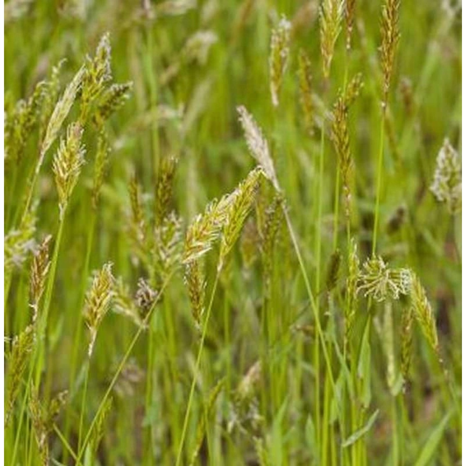 Wohlriechendes Ruchgras - Anthoxanthum odoratum günstig online kaufen