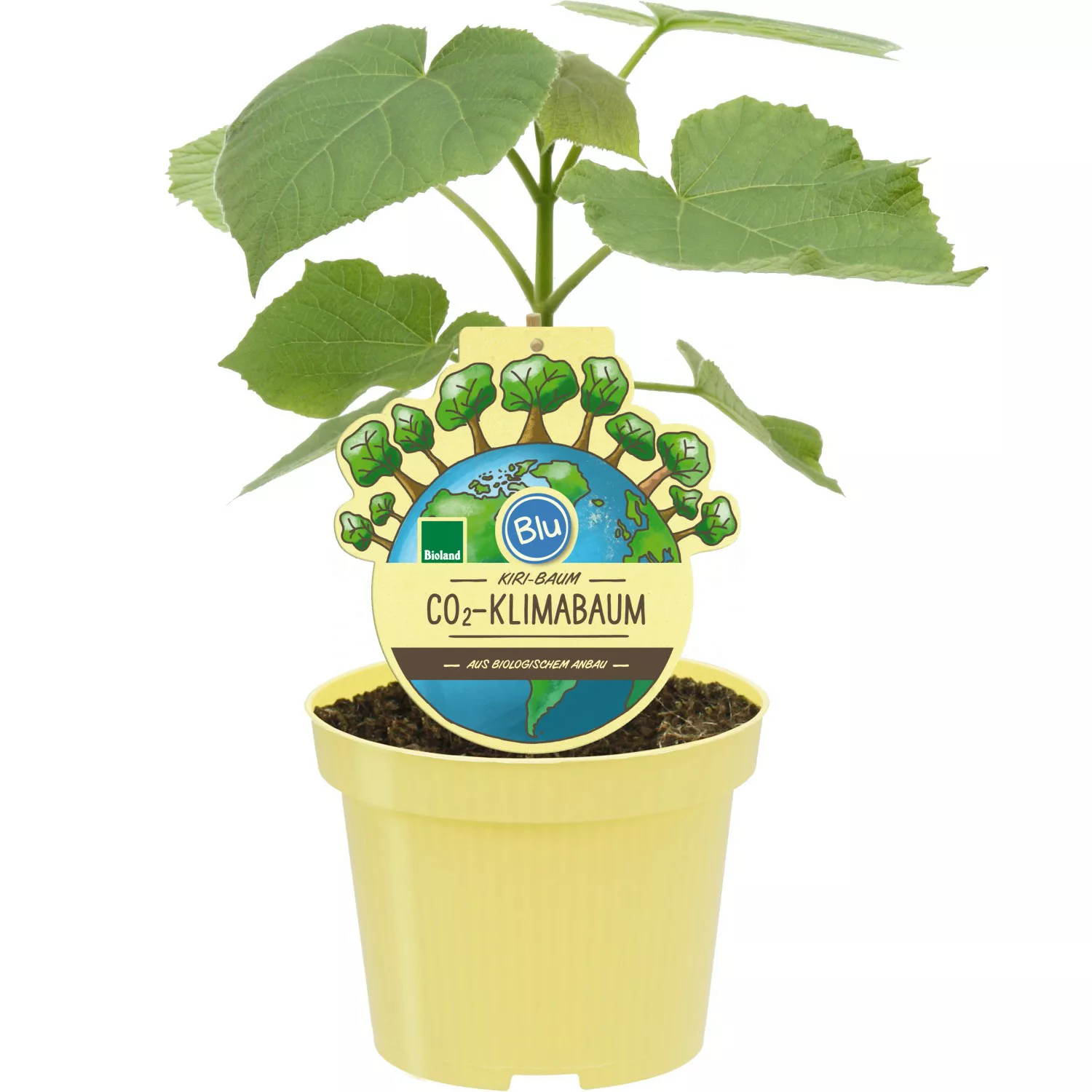 Blu CO2-Klimabaum Topf-Ø ca. 15 cm Paulownia Fortunei günstig online kaufen