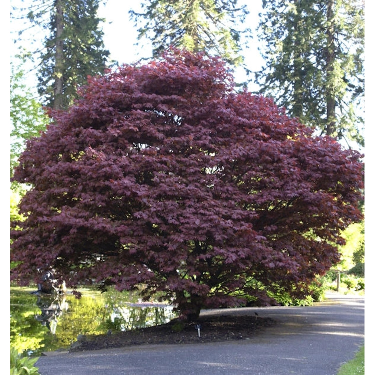 Roter Fächerahorn 60-80cm - Acer palmatum Atropurpureum günstig online kaufen