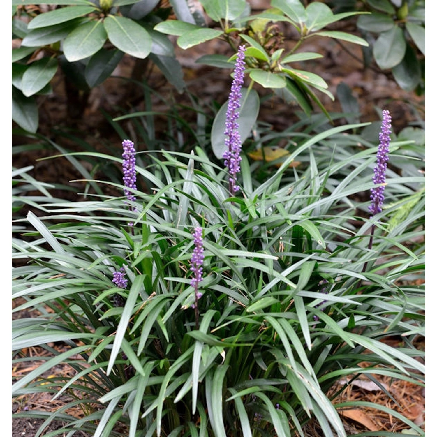 Lilienschwertel Silver Dragon - Liriope spicata günstig online kaufen