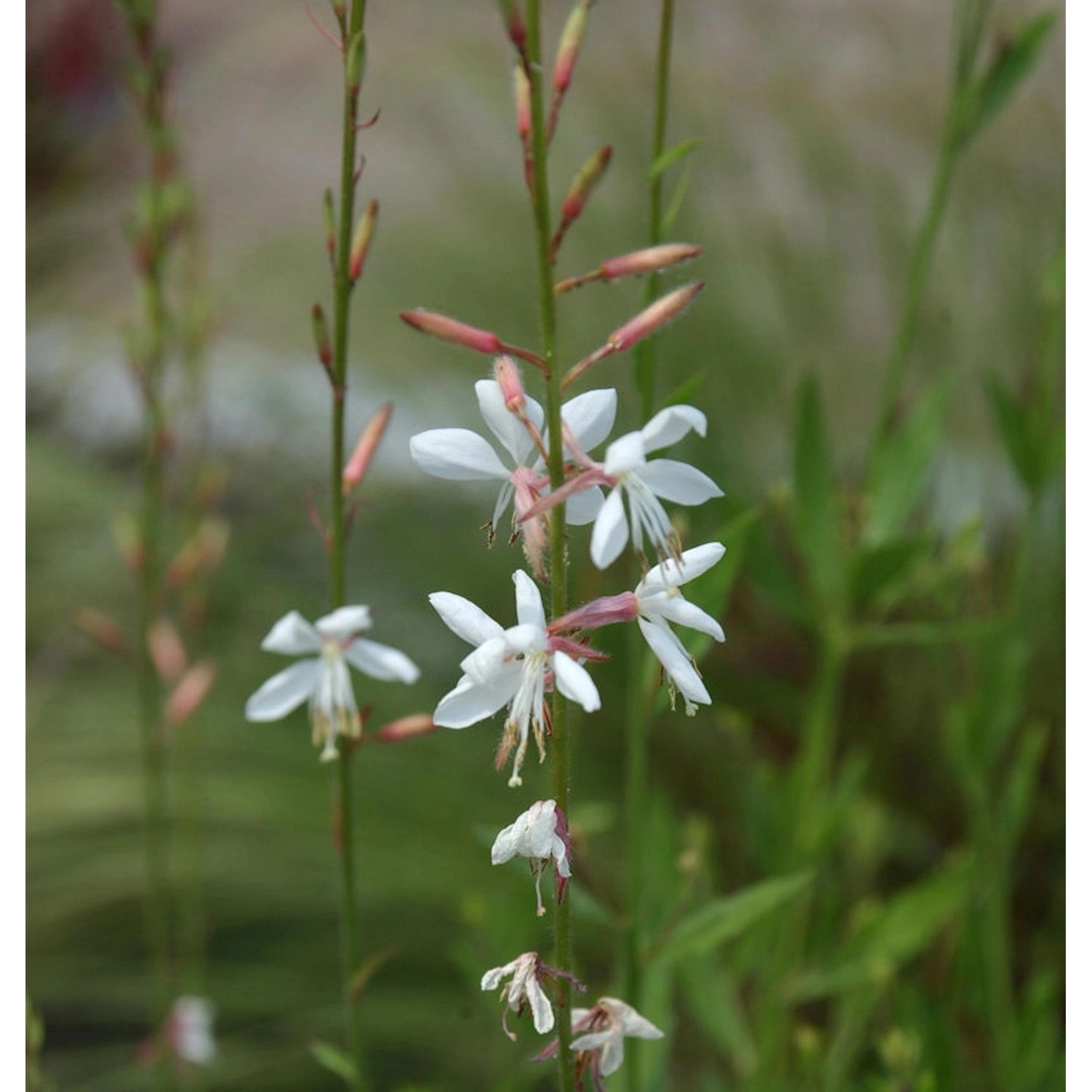 Prachtkerze Cool Breeze - Gaura lindheimeri günstig online kaufen