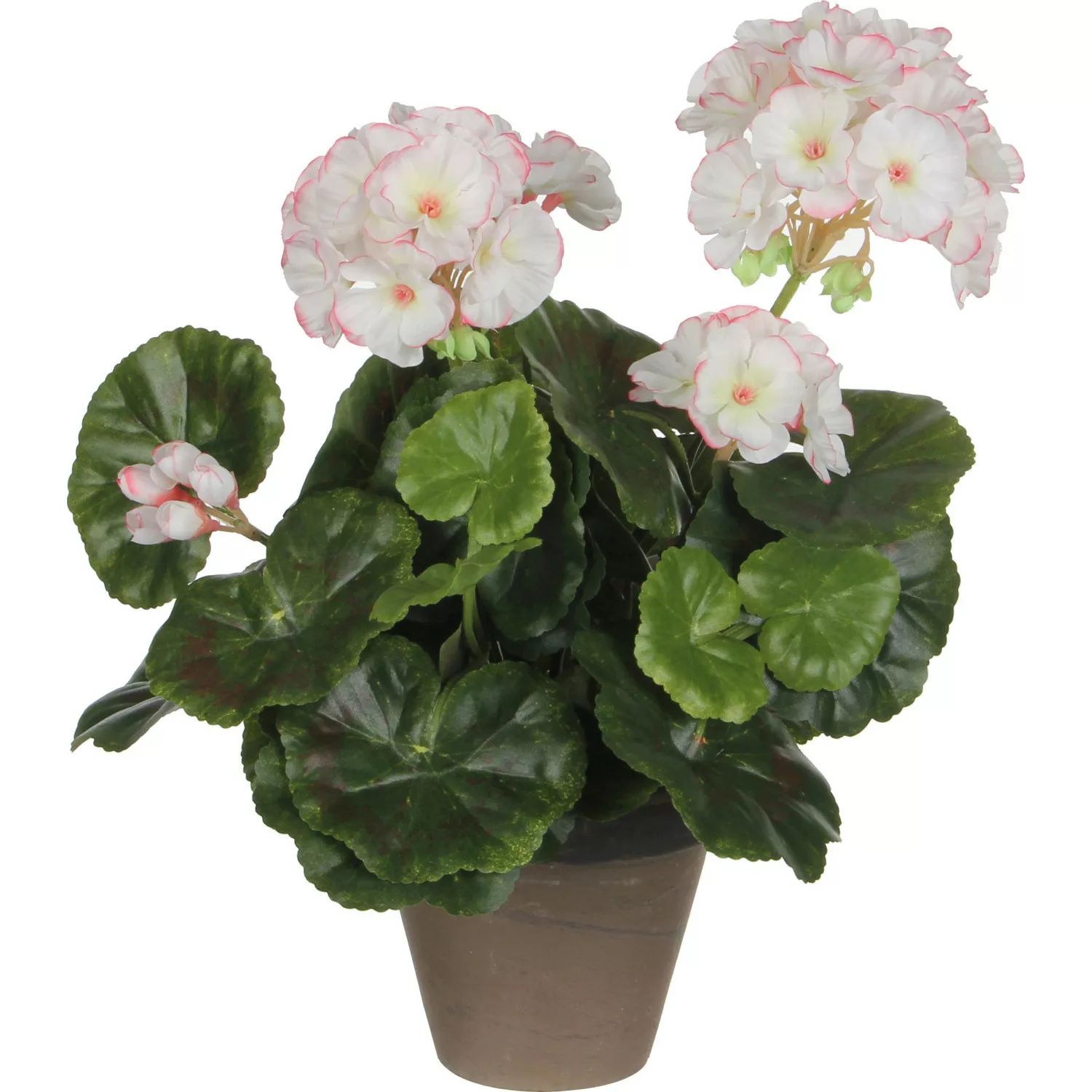 Mica Decorations Geranium Rosa-Weiß Höhe 34 cm Ø 20 cm im Topf Stan Grau günstig online kaufen