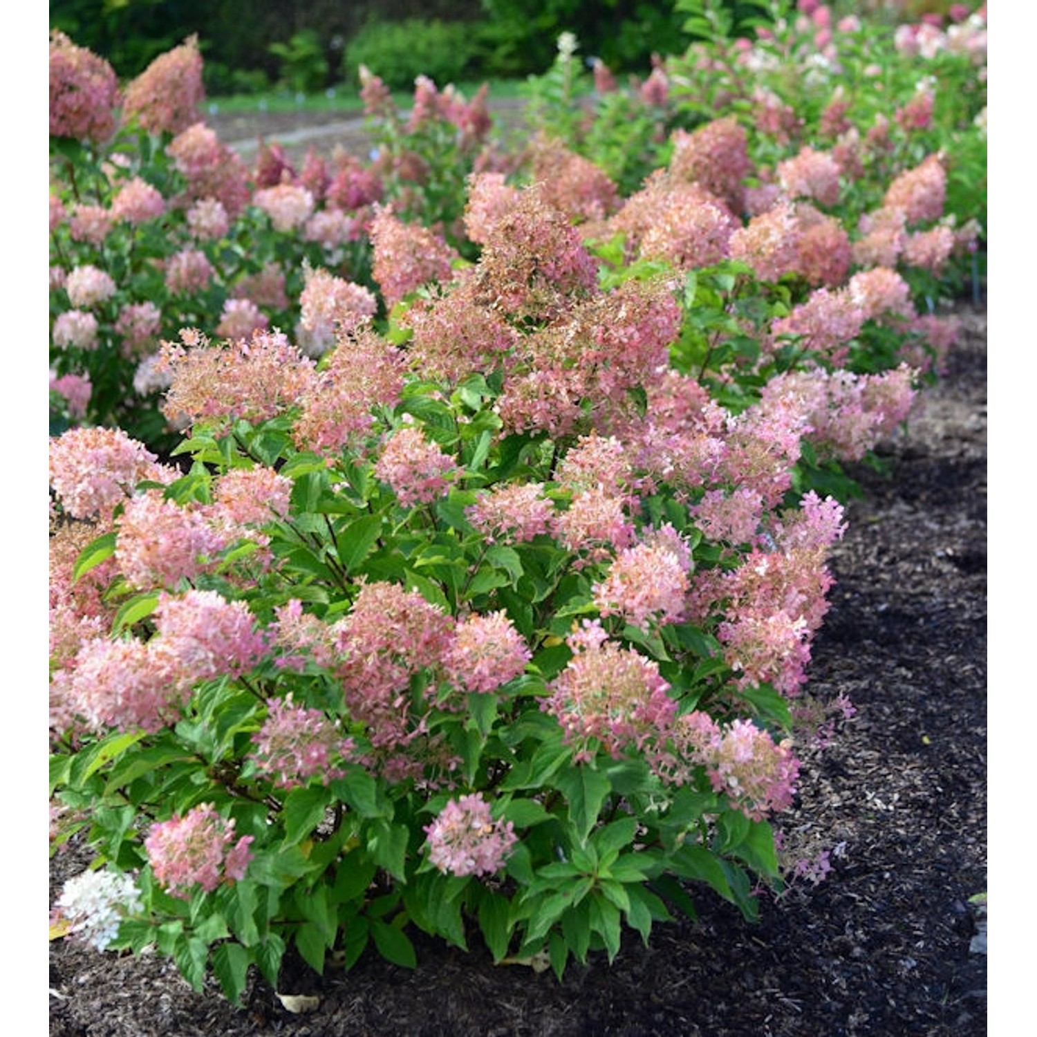 Rispenhortensie Magical Sweet Summer 40-60cm - Hydrangea paniculata günstig online kaufen