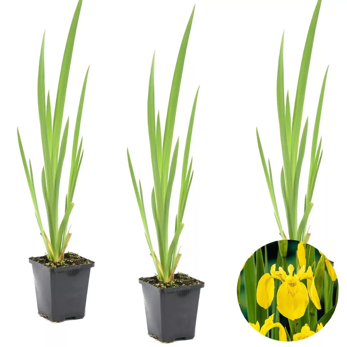 Casa Caron | 3er-Set Iris Pseudacorus günstig online kaufen