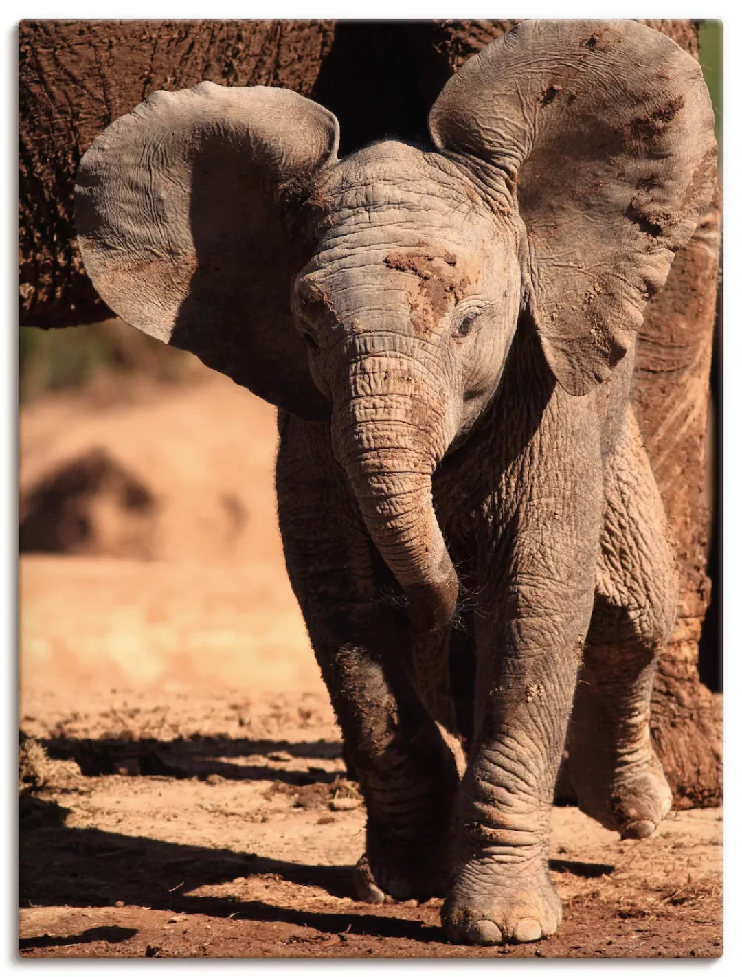Artland Leinwandbild "Elefantenbaby", Wildtiere, (1 St.), auf Keilrahmen ge günstig online kaufen