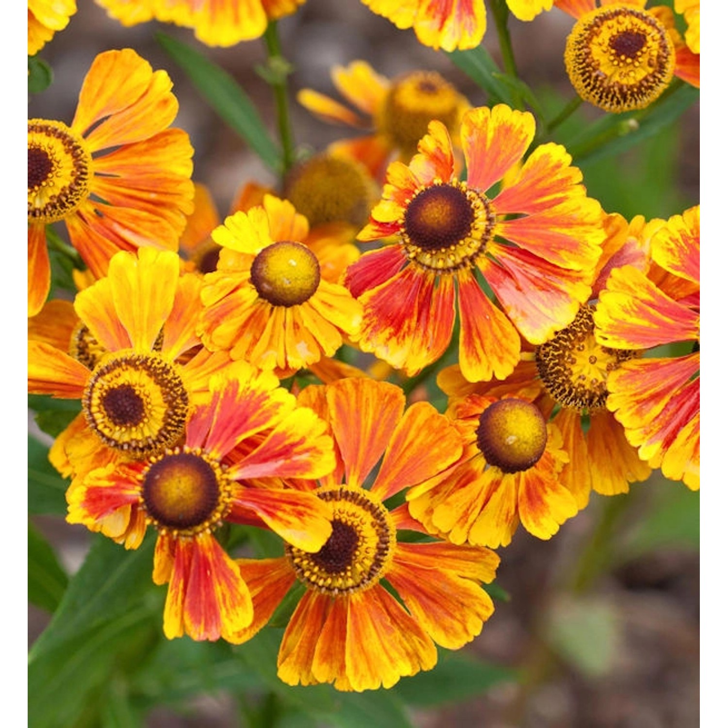 Sonnenbraut Flammenrad - Helenium günstig online kaufen