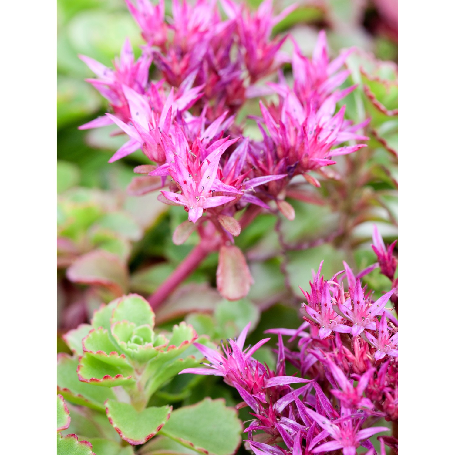 Kaukasus-Fetthenne Fuldaglut Rot Topf-Ø ca. 9 cm x 9 cm Sedum günstig online kaufen