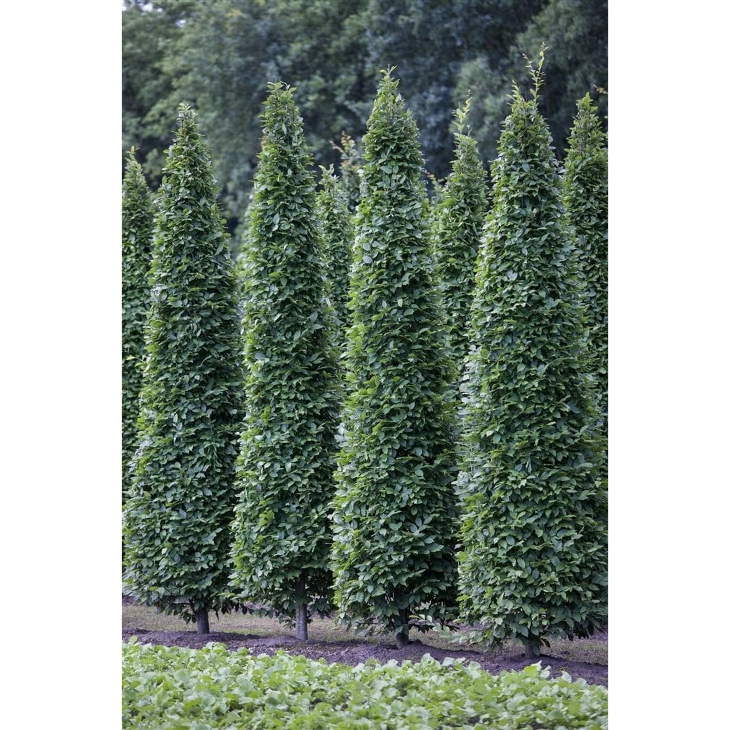 Carpinus Betulus Fastigiata Hainbuche Säulenförmig 60–80 cm günstig online kaufen