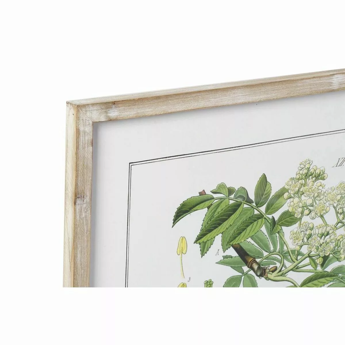 Bild Dkd Home Decor Botanische Pflanzen (55 X 2 X 70 Cm) (6 Stück) günstig online kaufen