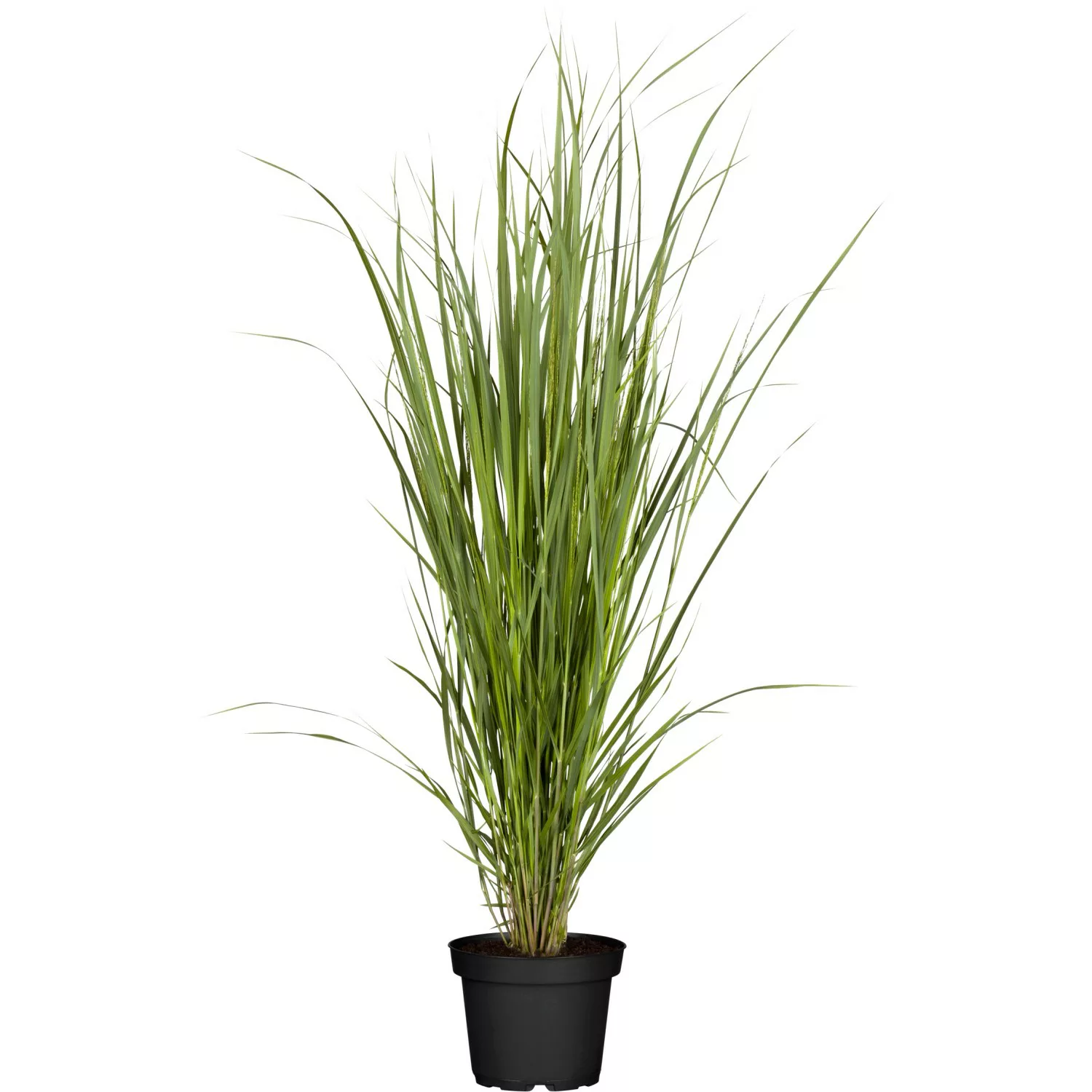 GROW by OBI Garten-Ruten-Hirse North Wind Topf Ø ca. 22 cm Panicum günstig online kaufen