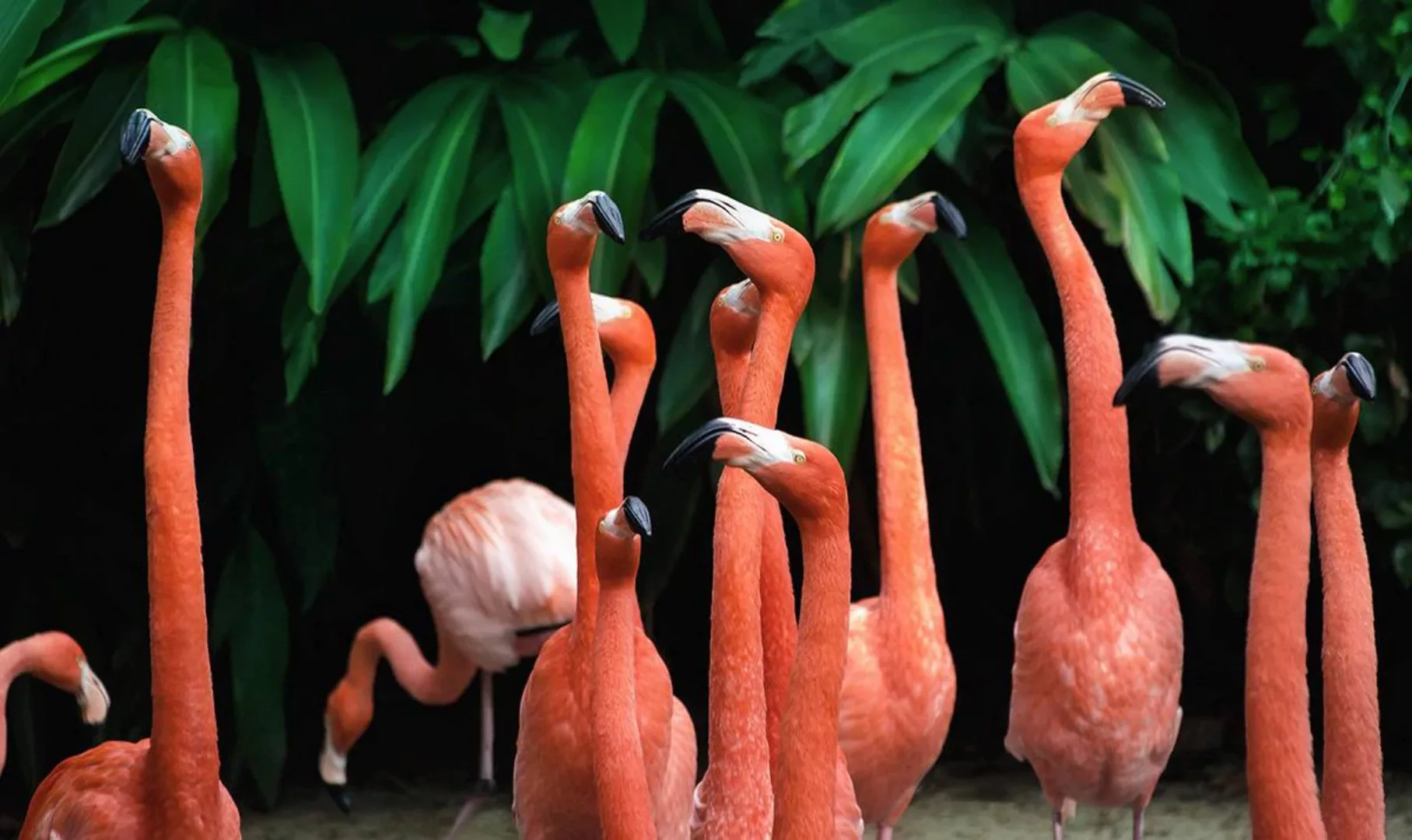 Wandkraft | Wanddekoration Bright Flamingo günstig online kaufen