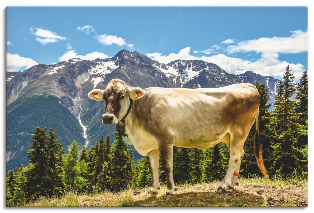 Artland Wandbild "Bergkuh in den Alpen im Sommer", Haustiere, (1 St.), als günstig online kaufen