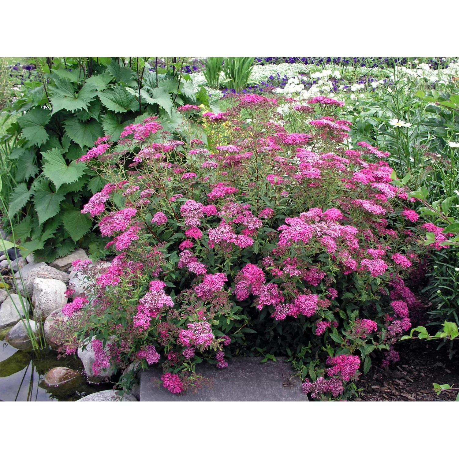 OBI Sommer-Spiere Anthony Waterer Rot Höhe 20 - 30 cm Topf ca. 3 l Spiraea günstig online kaufen