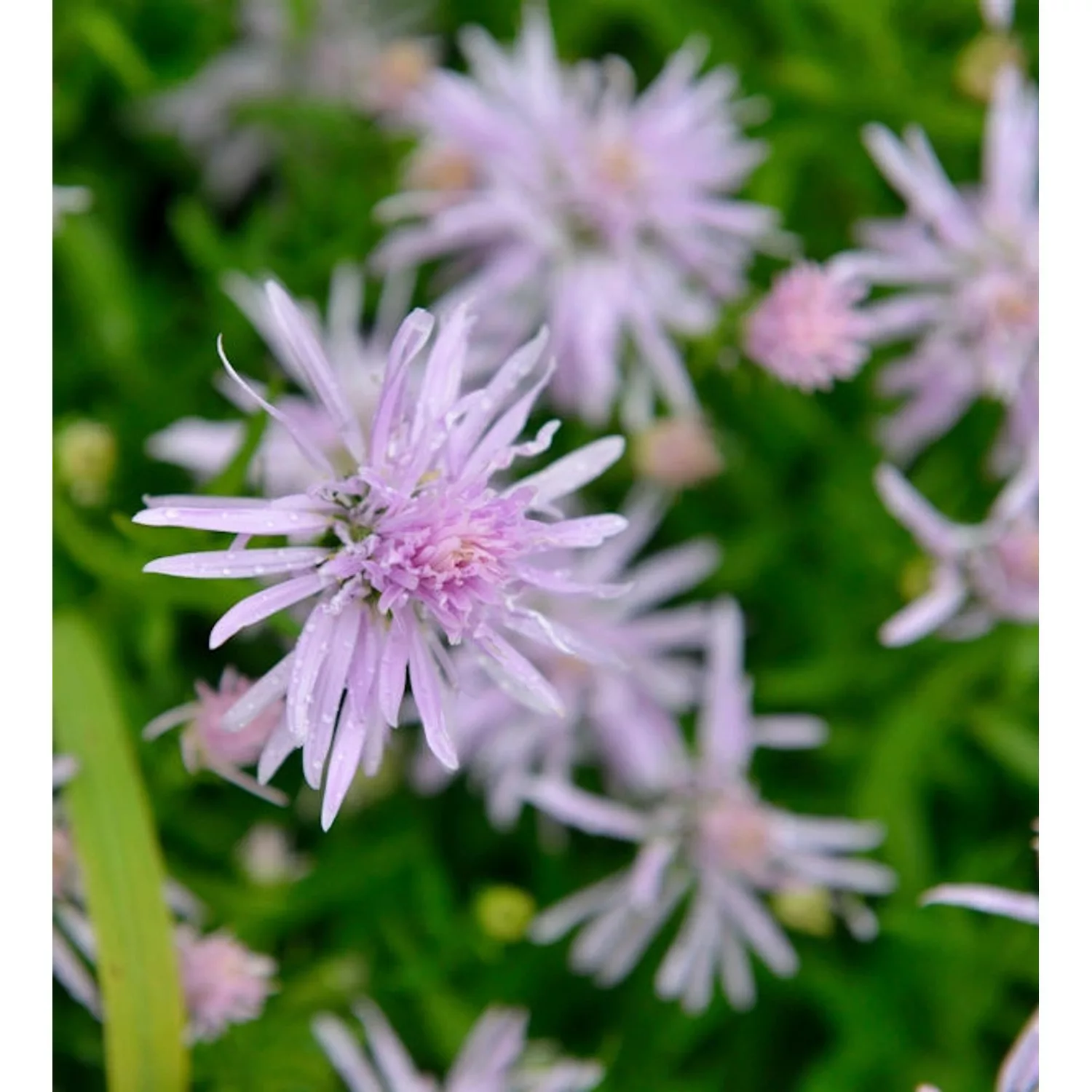 Glattblattaster Rosenquarz - Aster novi belgii günstig online kaufen