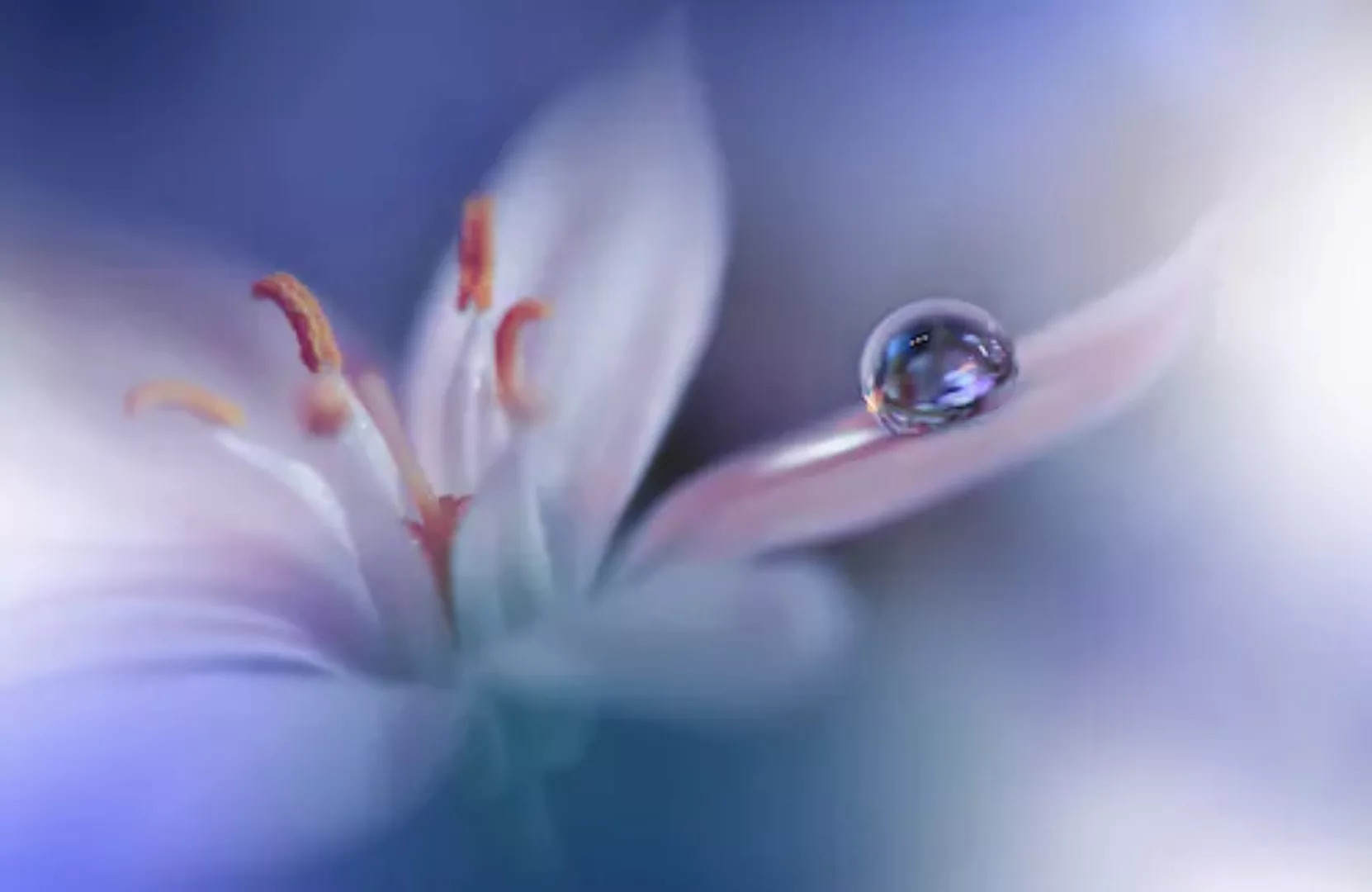 Papermoon Fototapete »Zen Wassertropfen mit Blume Makro« günstig online kaufen